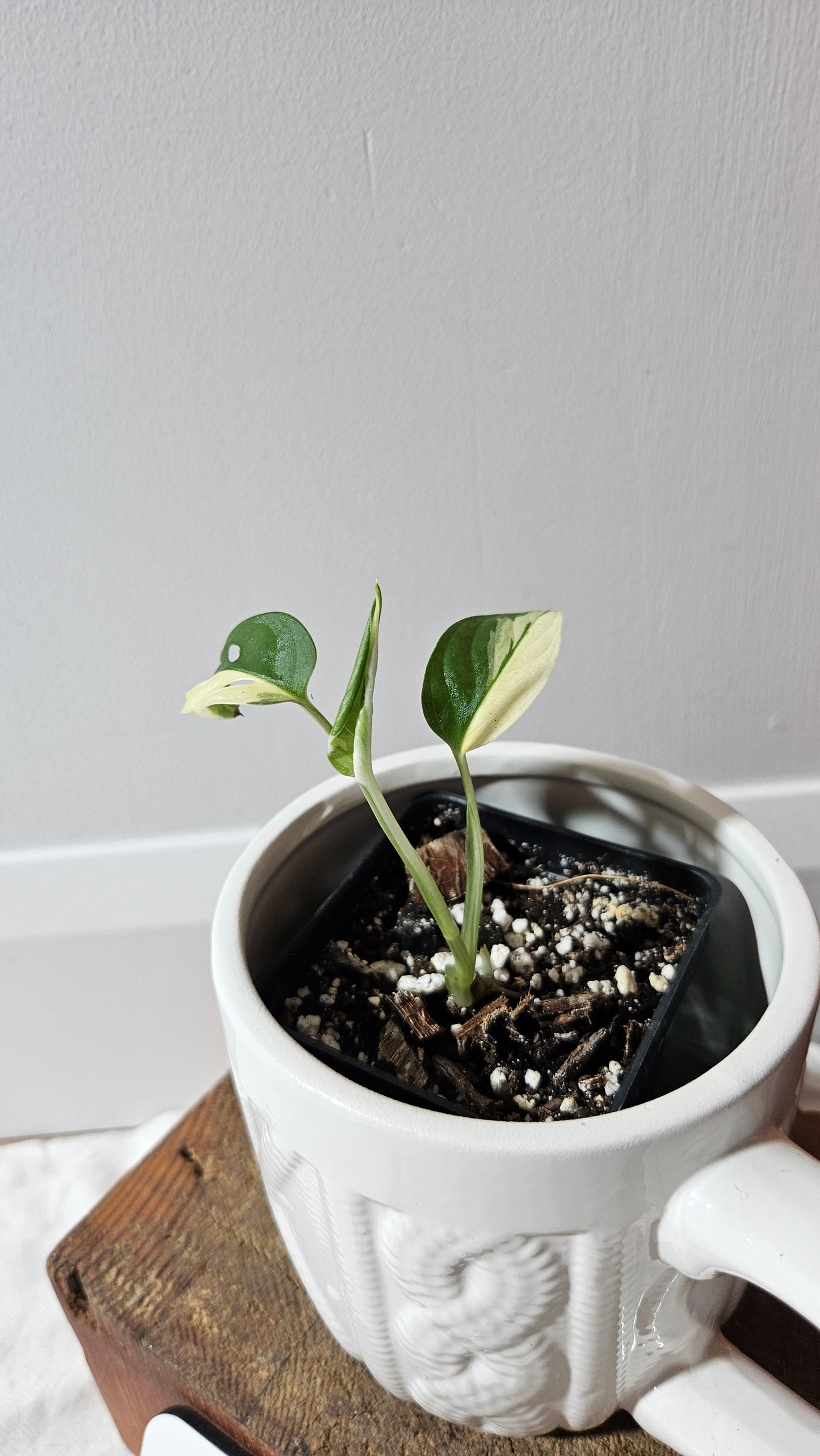 Monstera Andasonii Tricolore (MON-474)