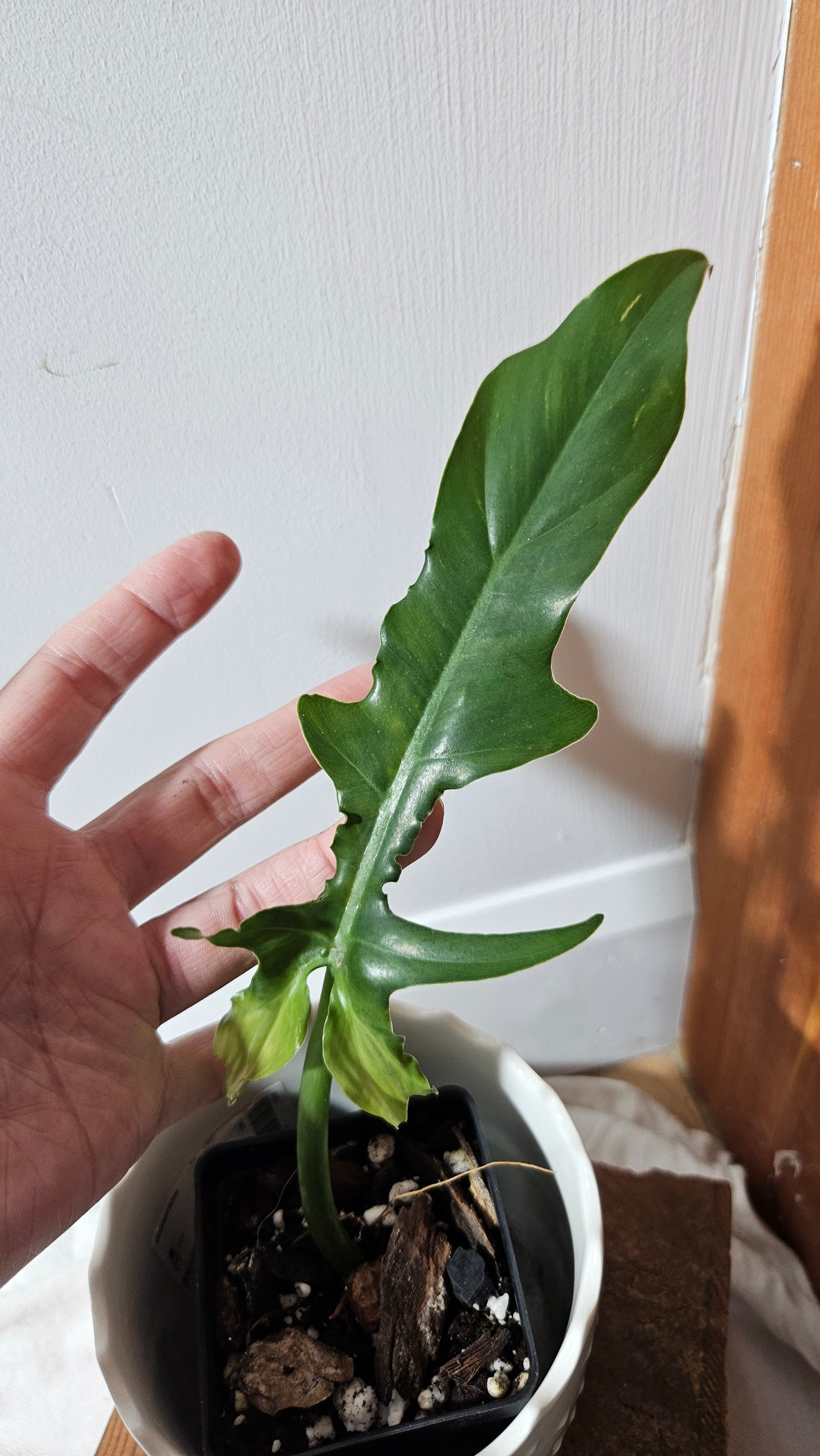 Philodendron Eternel Sky /(Barrosoanum X Tortum) (PHI-935)