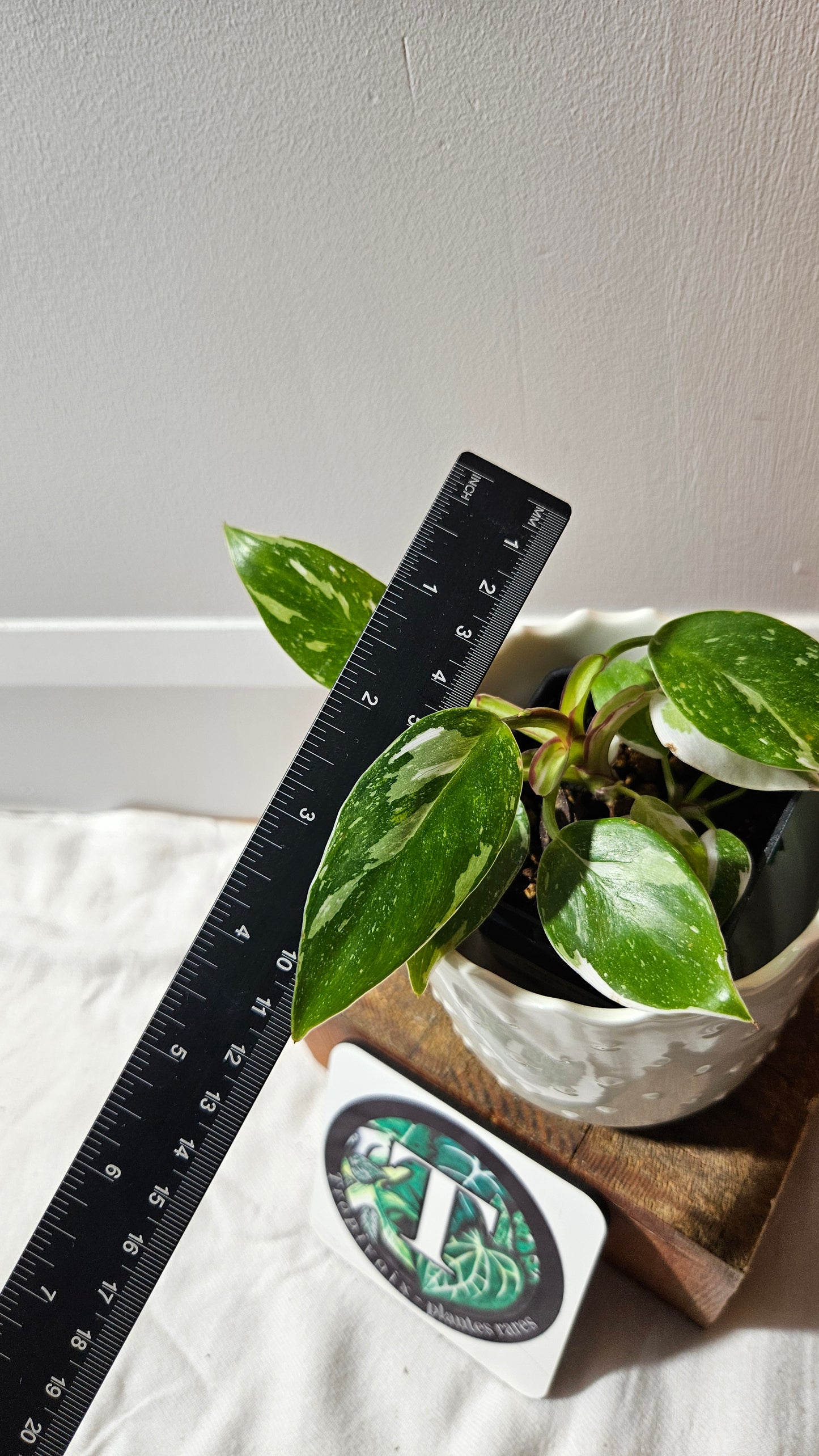 Philodendron White Princess (PHI-882)