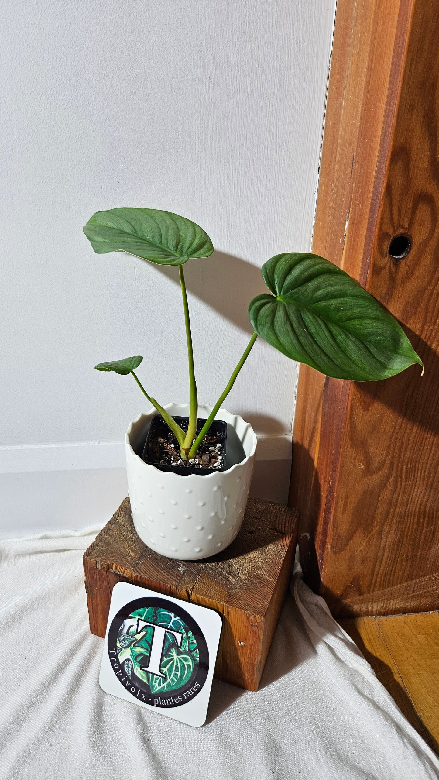 Philodendron Pastazanum Platinum (PHI-827)