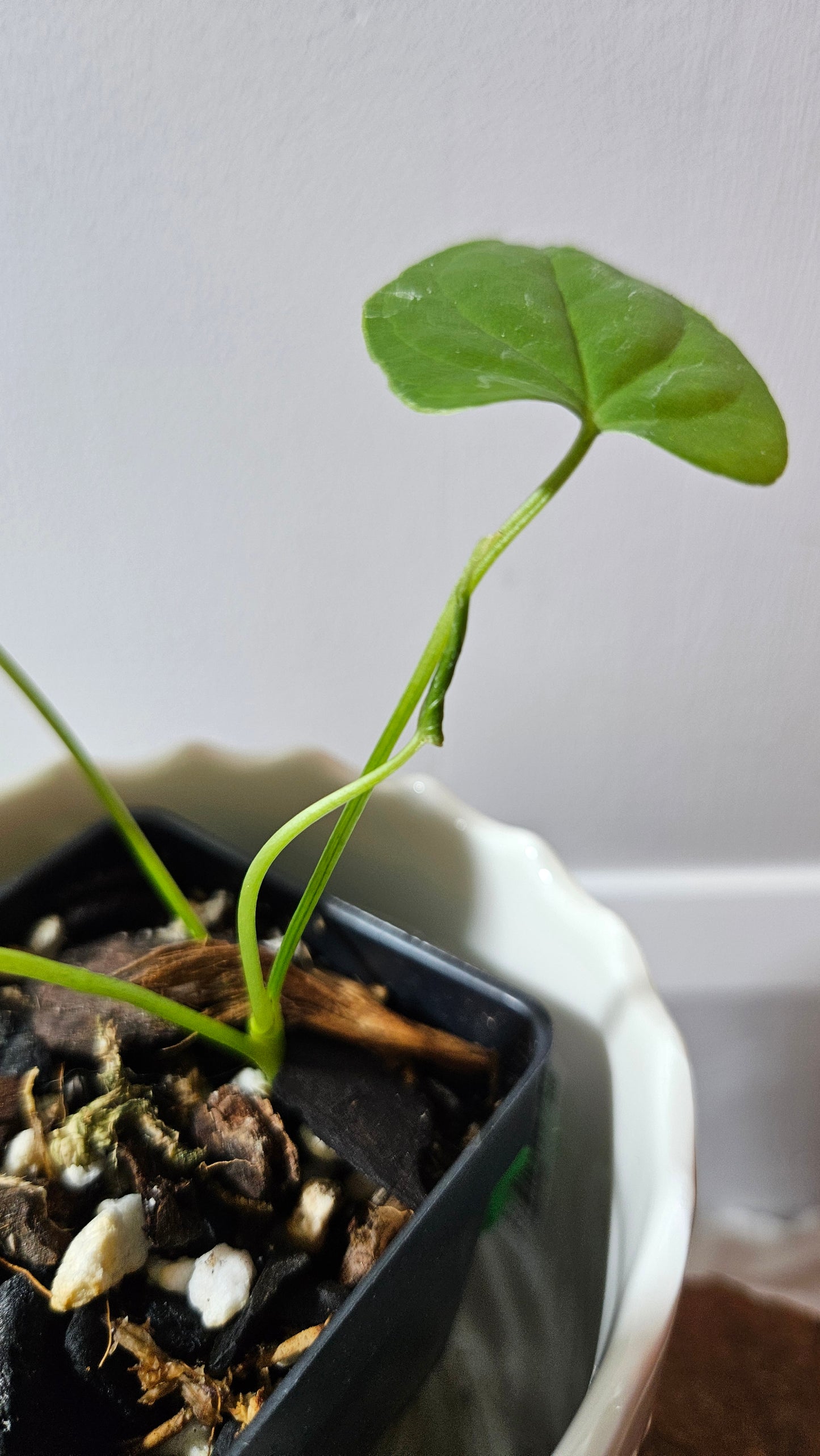 Anthurium Balaoanum "format PETIT" (ANT-532)