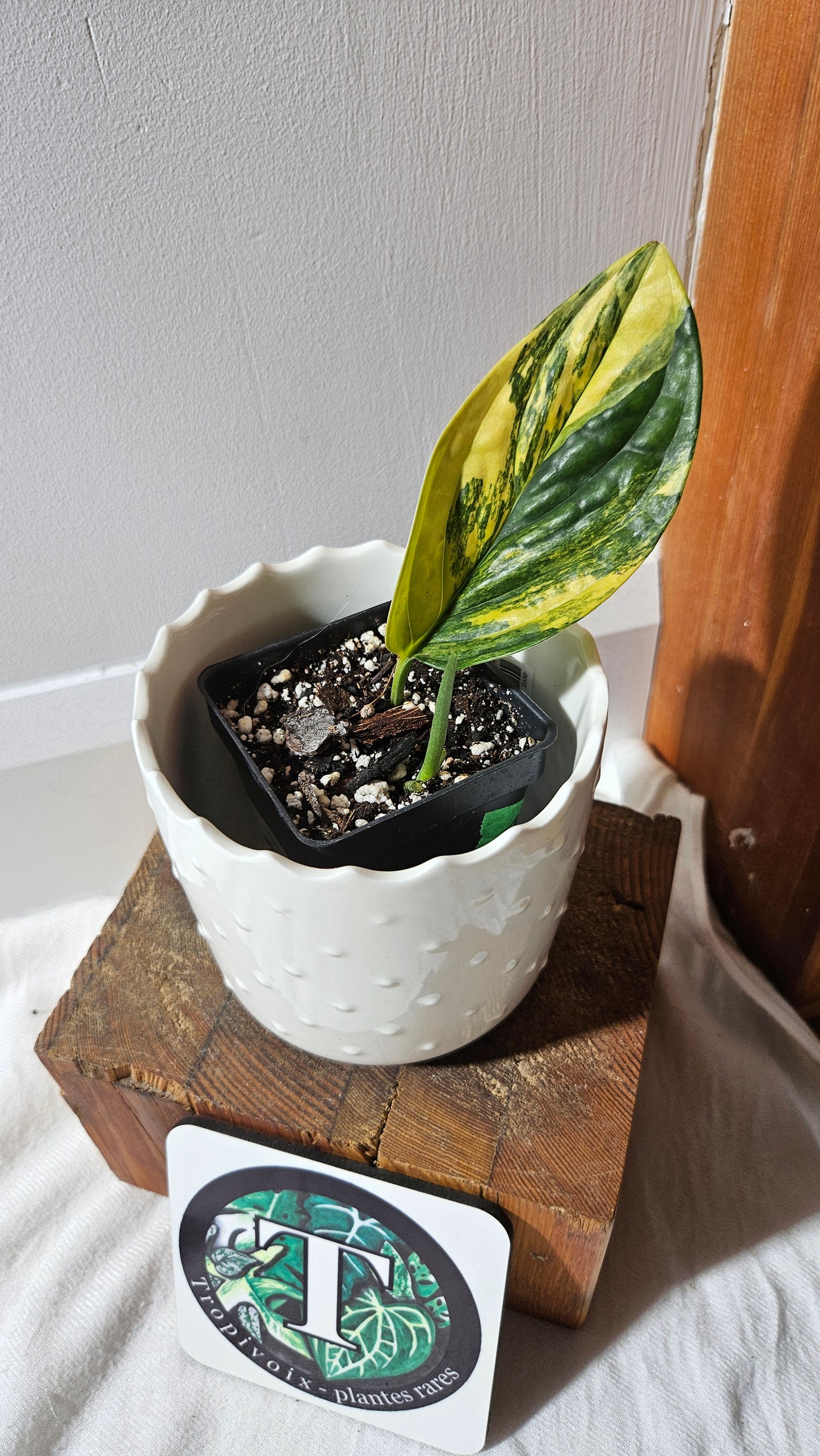 Monstera Karstenianum/Peru Variegata (MON-423)