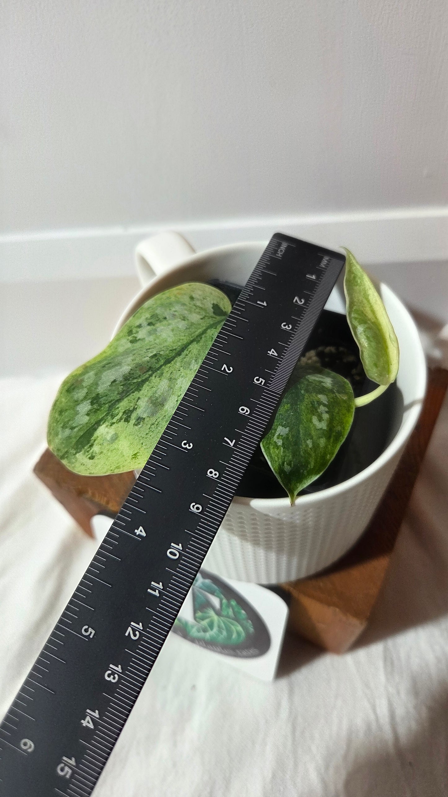 Scindapsus Peasun (SCI-1412)