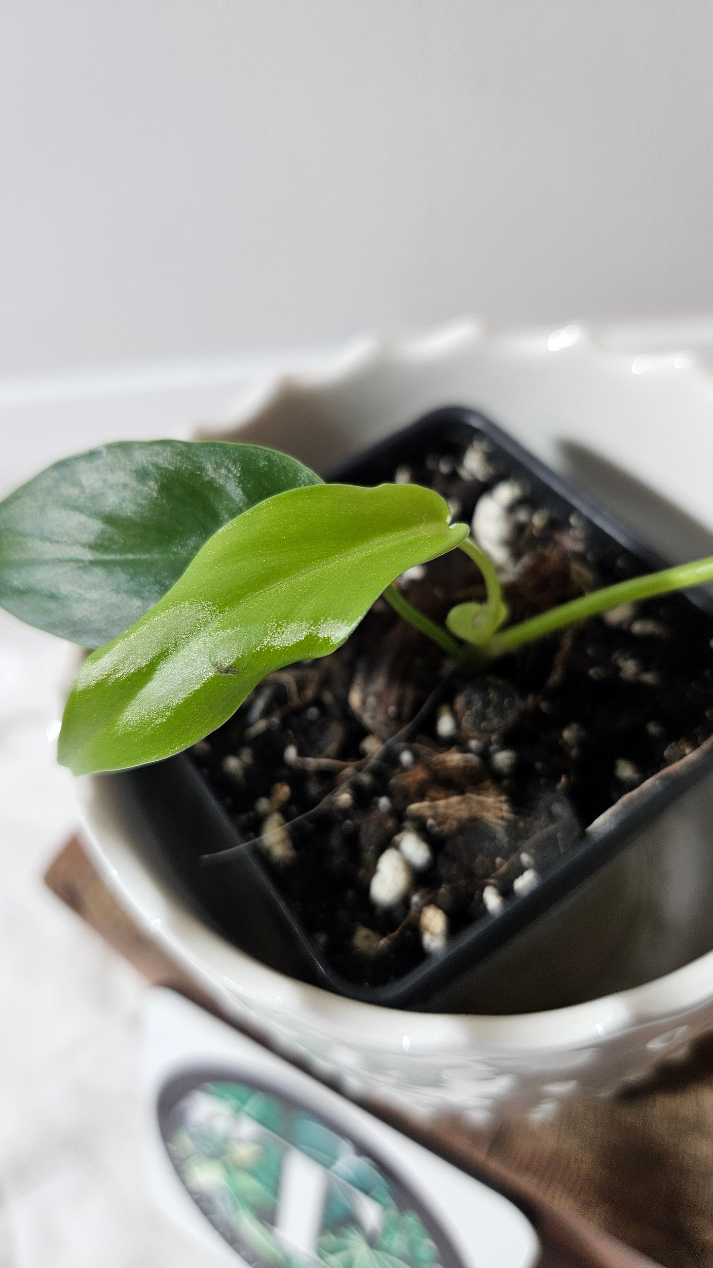 Philodendron Florida Beauty X Bob Cee REVERT(PHI-927)