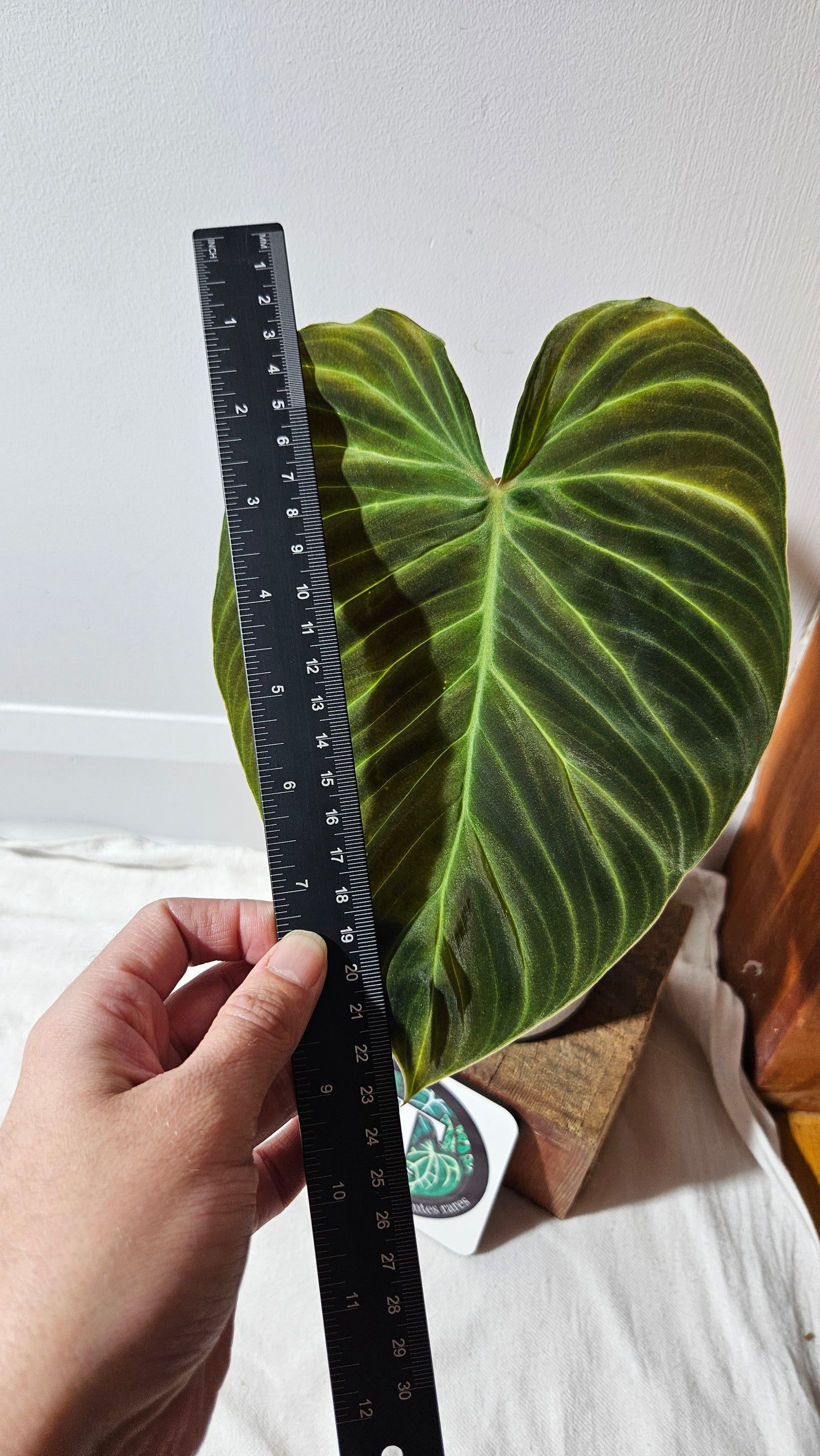 Philodendron Splendide "format LARGE" (PHI-941)