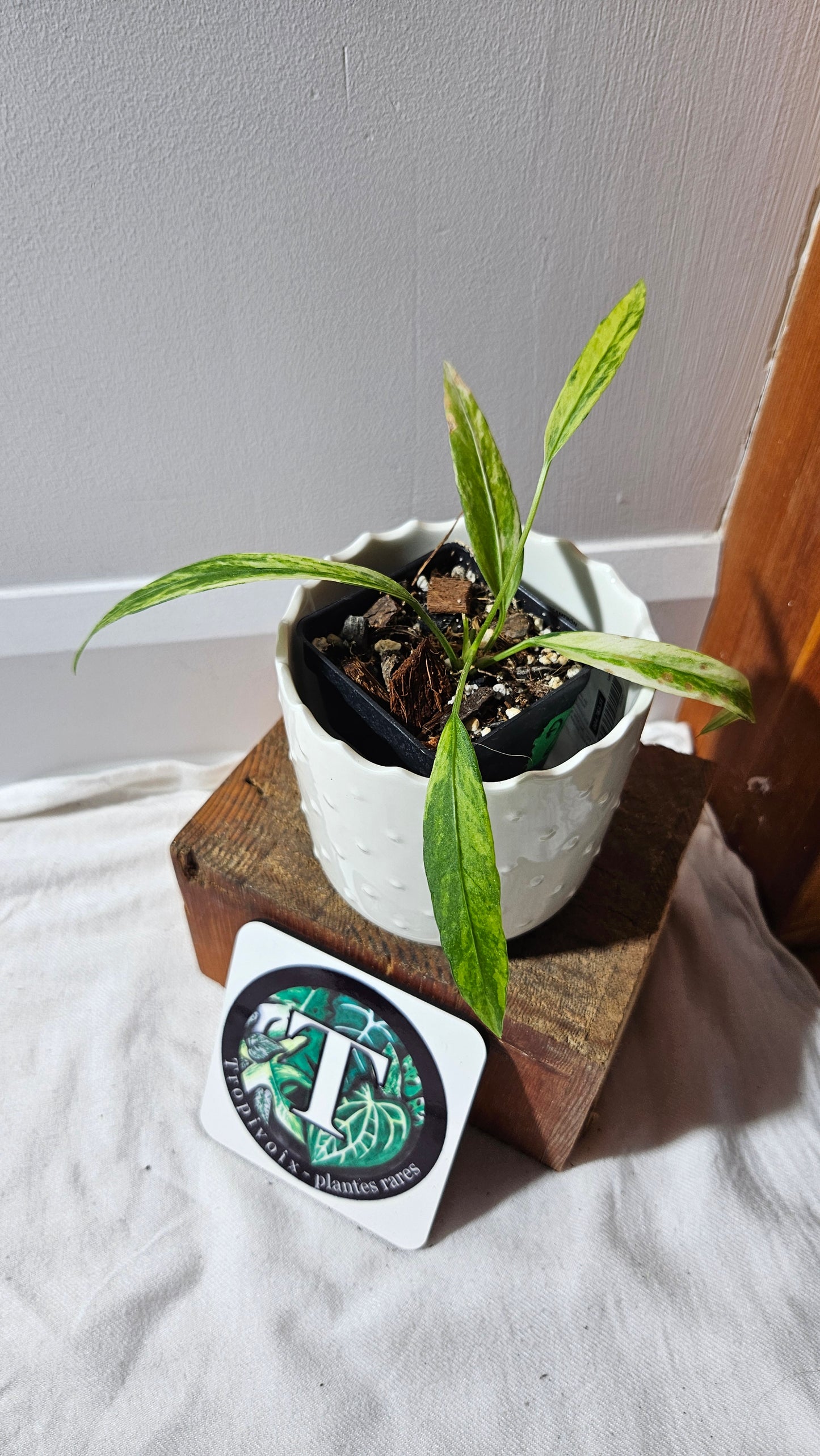 Anthurium Vittarifolium Variegata "format PETIT" (ANT-445)