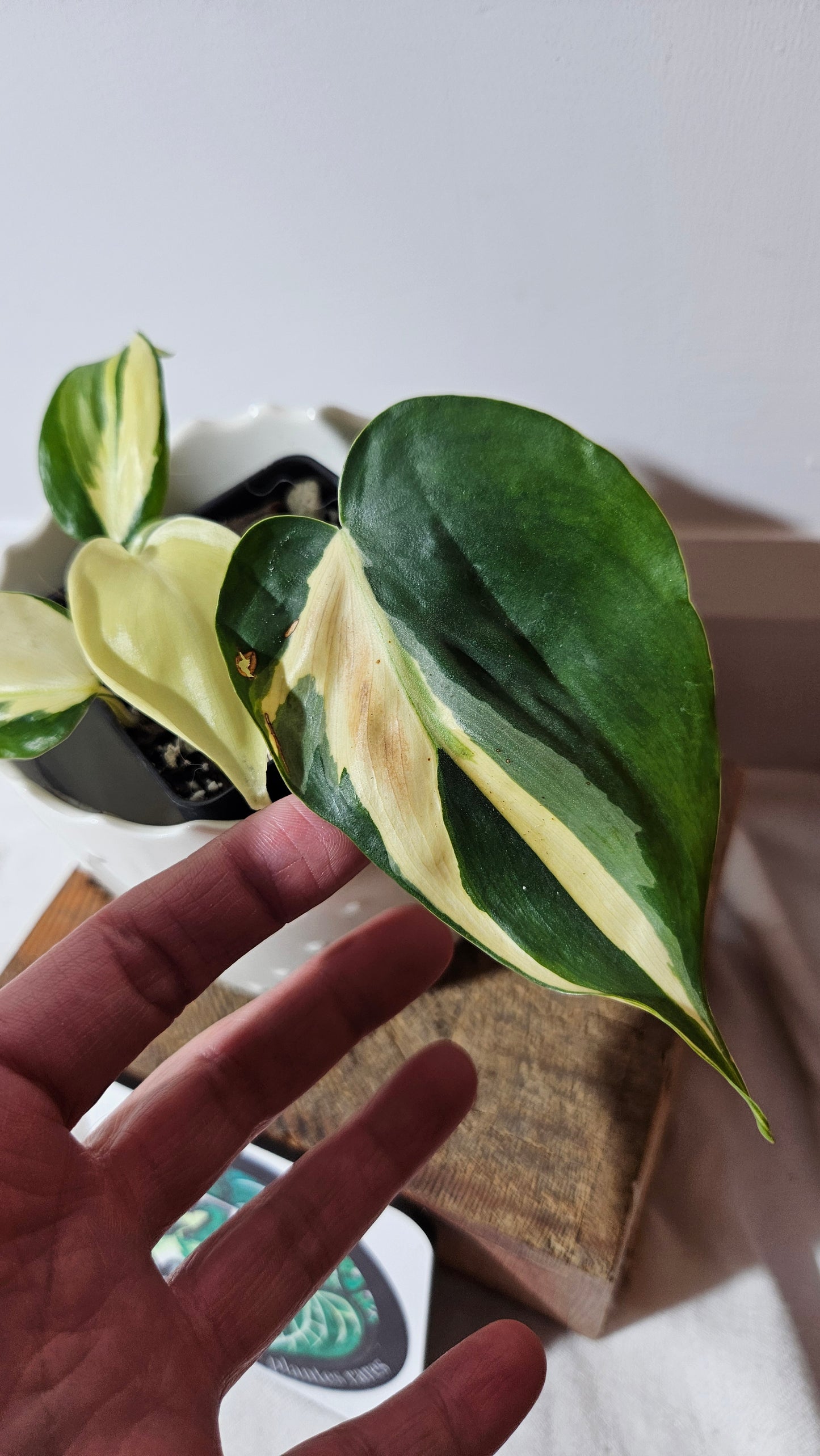 Philodendron Hederaceum Silver Stripe (PHI-735)