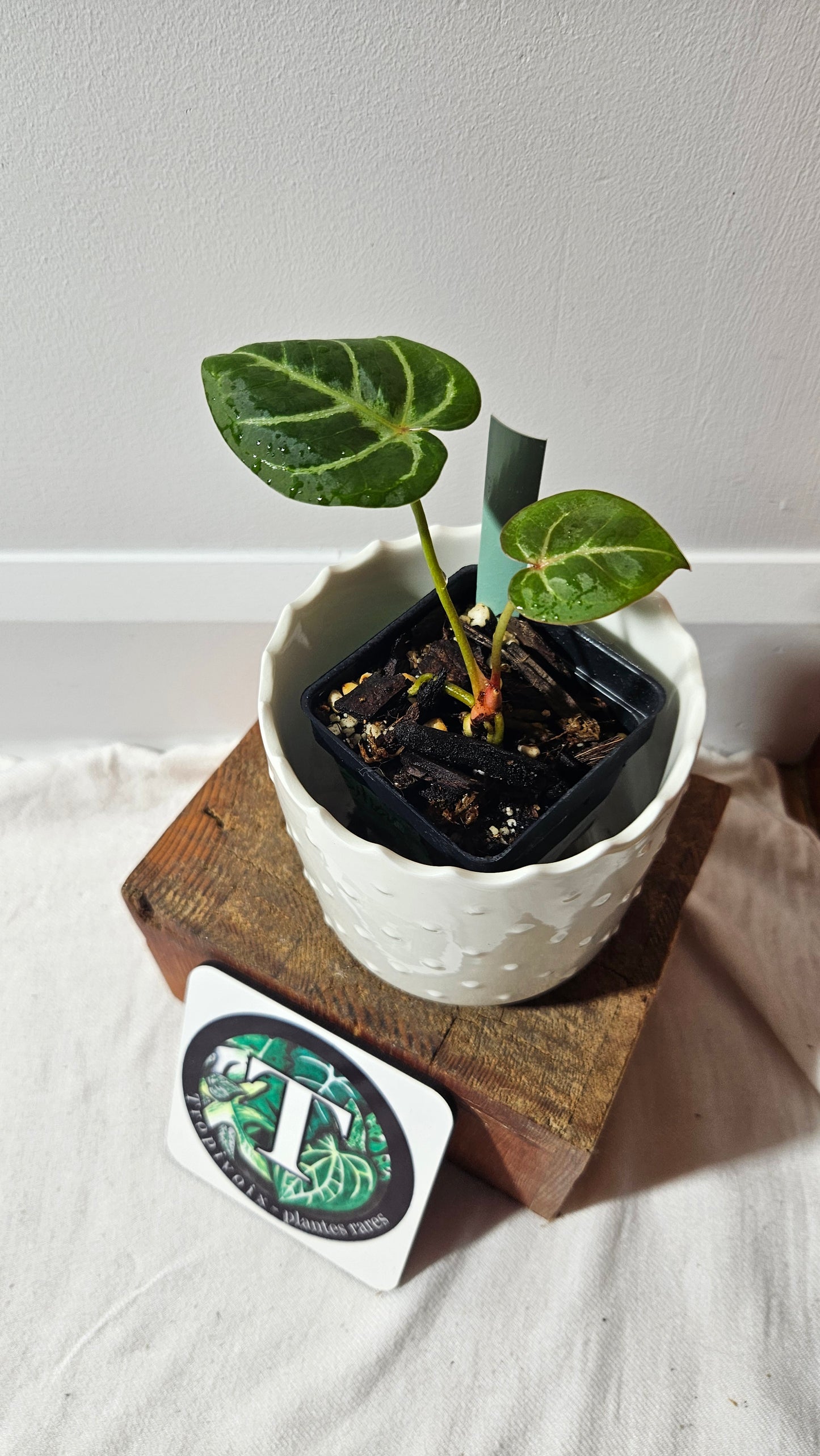 Anthurium Hoffmanii Red Sinus X Silver Hope (ANT-274)