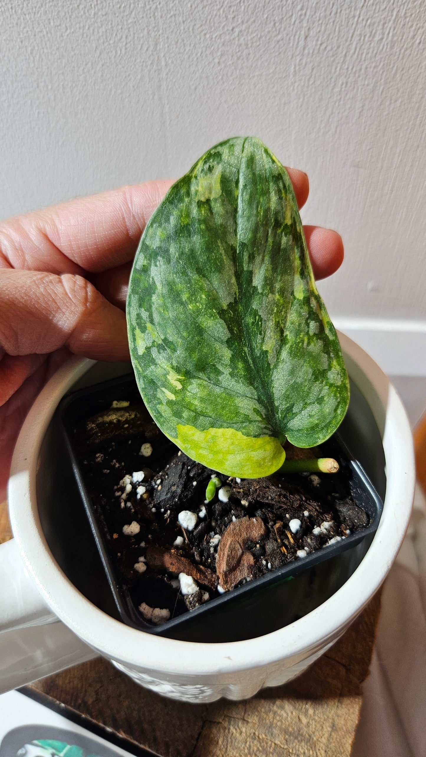 Scindapsus Léopard Variegata (SCI-1127)