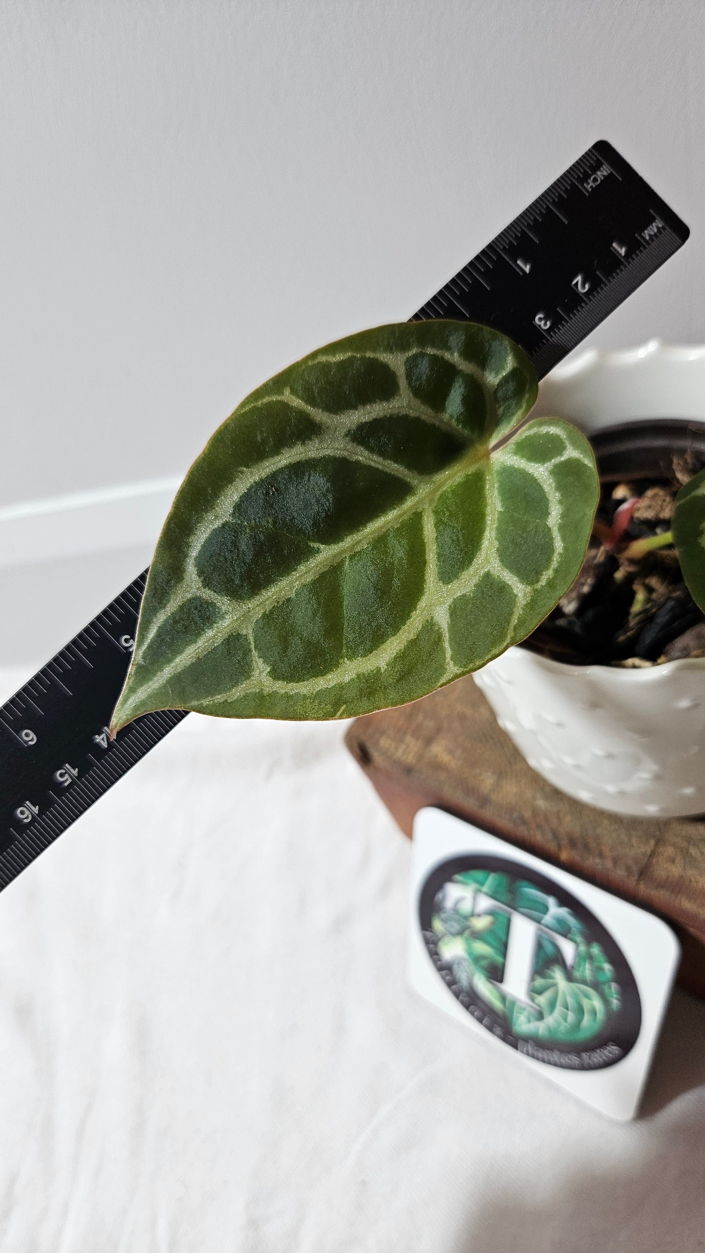 Anthurium Crystallinum Chocolate "format PETIT" (ANT-264)