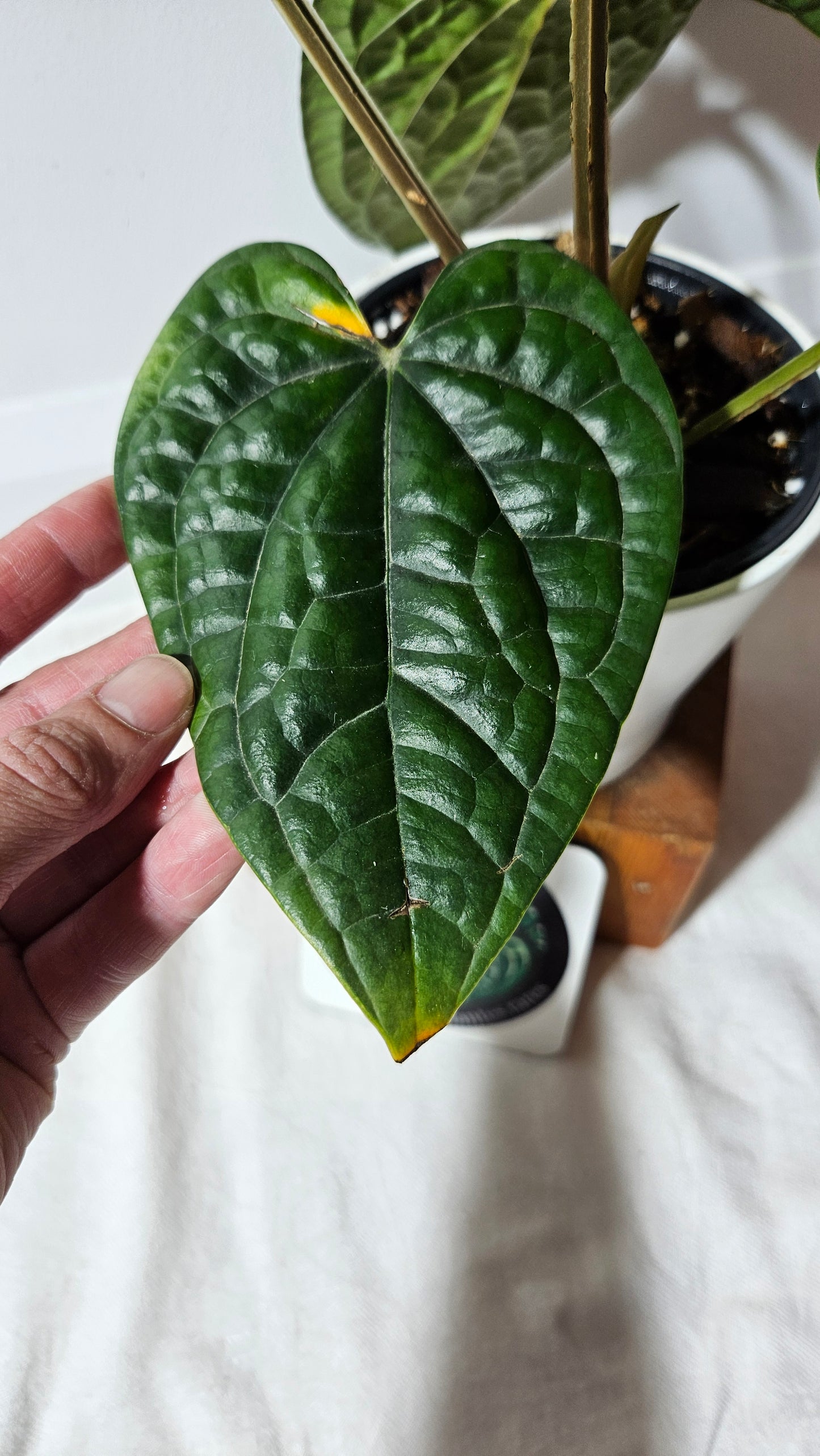 Anthurium Luxurians Dark "format XLARGE" (ANT-419)