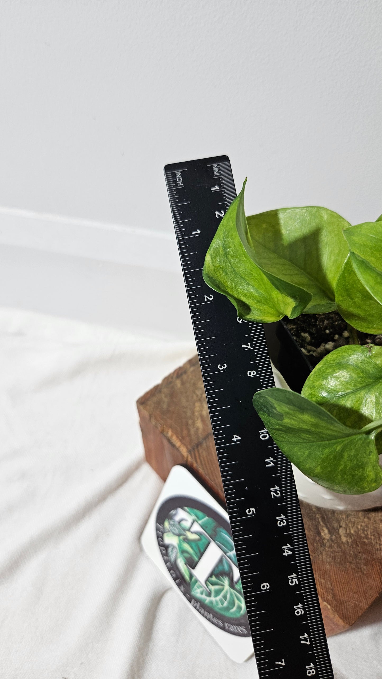 Epipremnum Aureum Manjula yellow/Olivia/Mint (EPI-213)