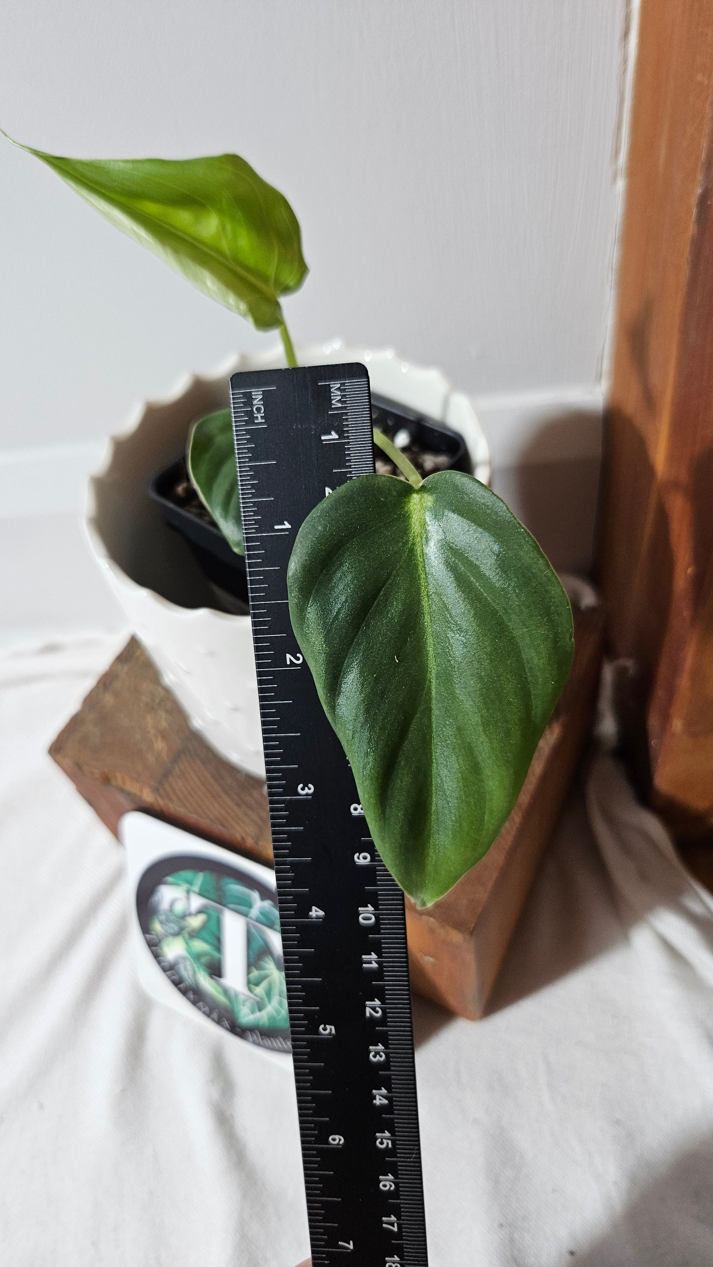 Philodendron Pastazanum (PHI-824)