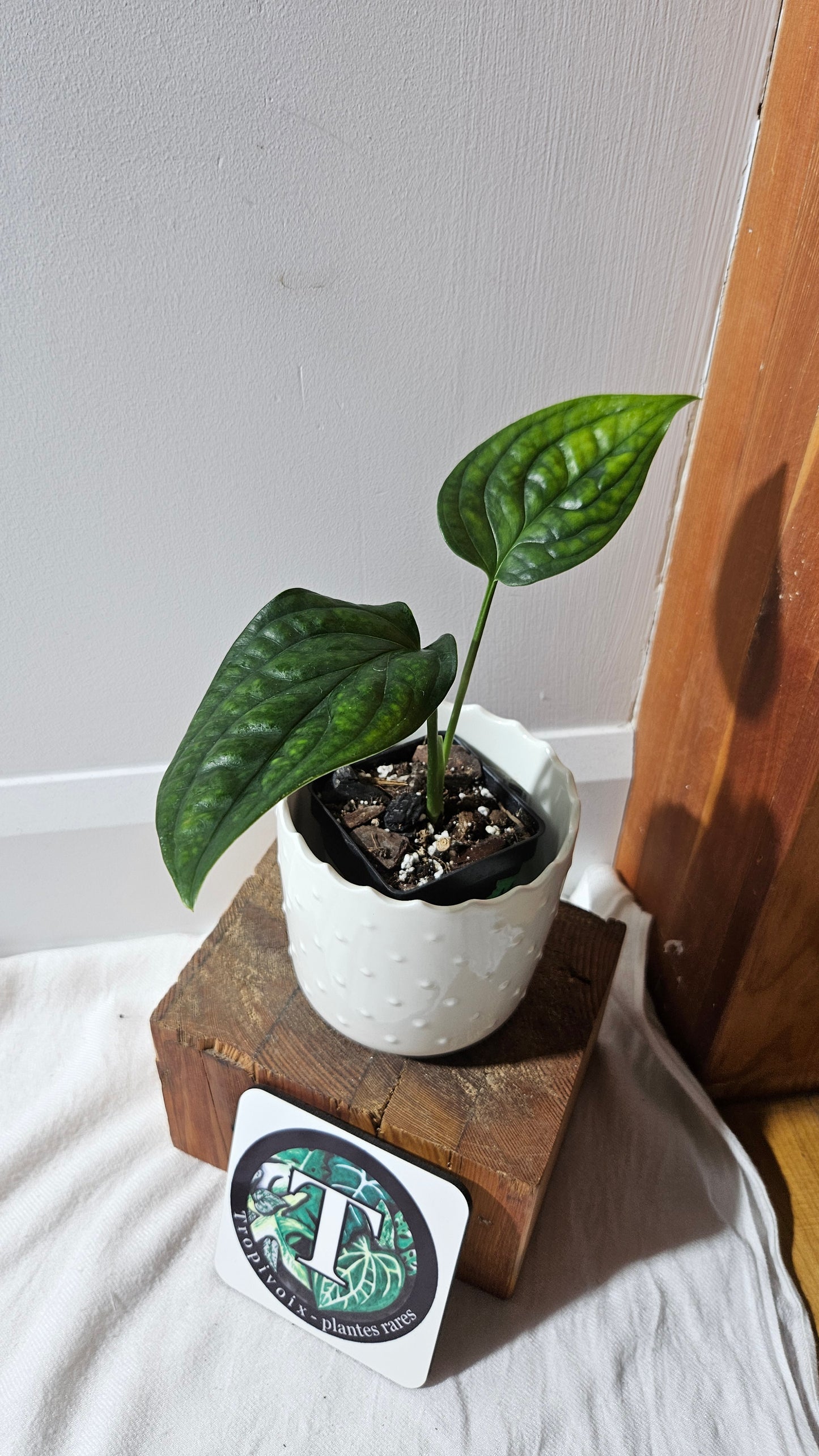 Monstera Obliqua Aff Black Strypes (MON-426)