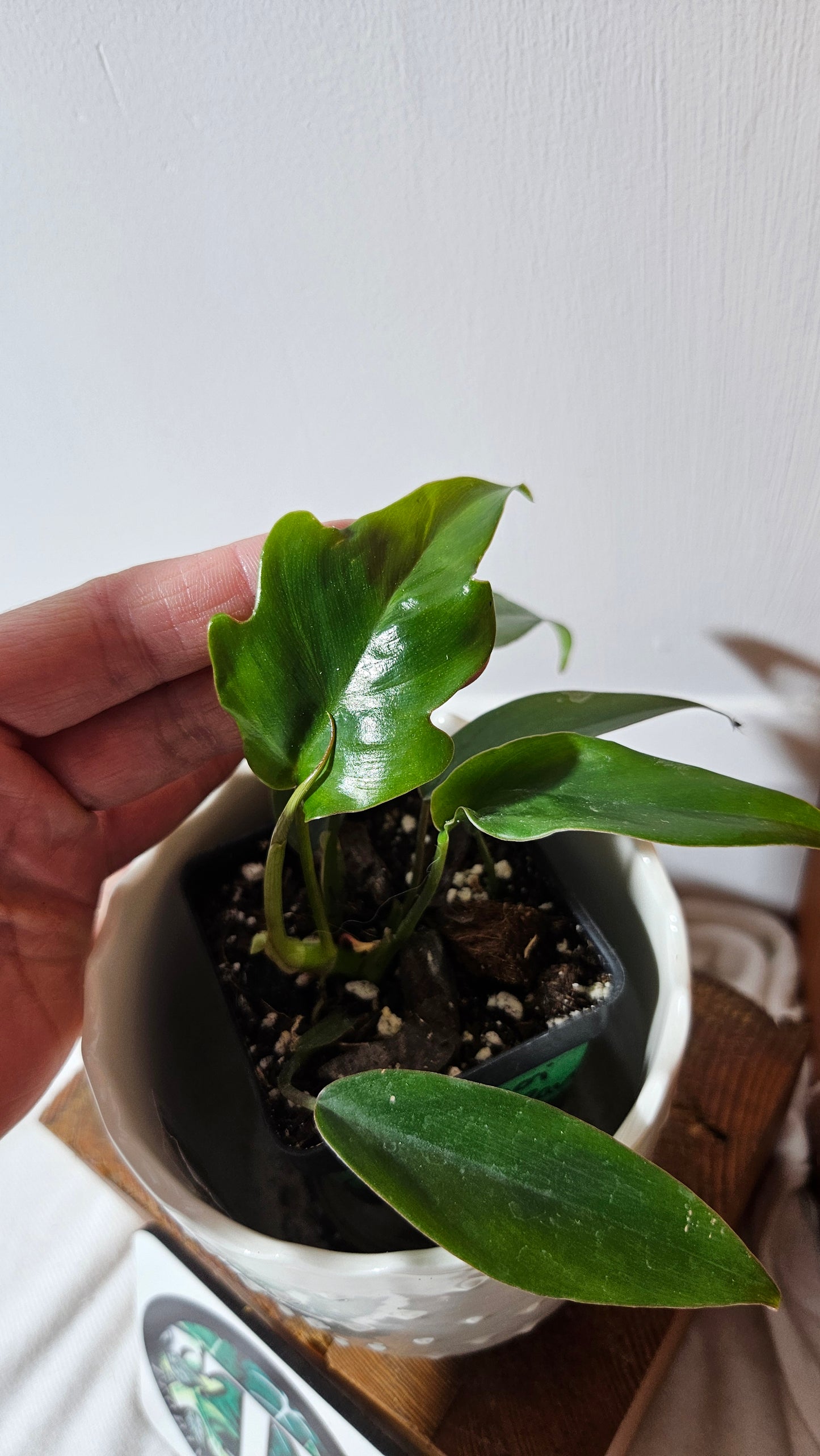 Philodendron Mayoi (PHI-643)