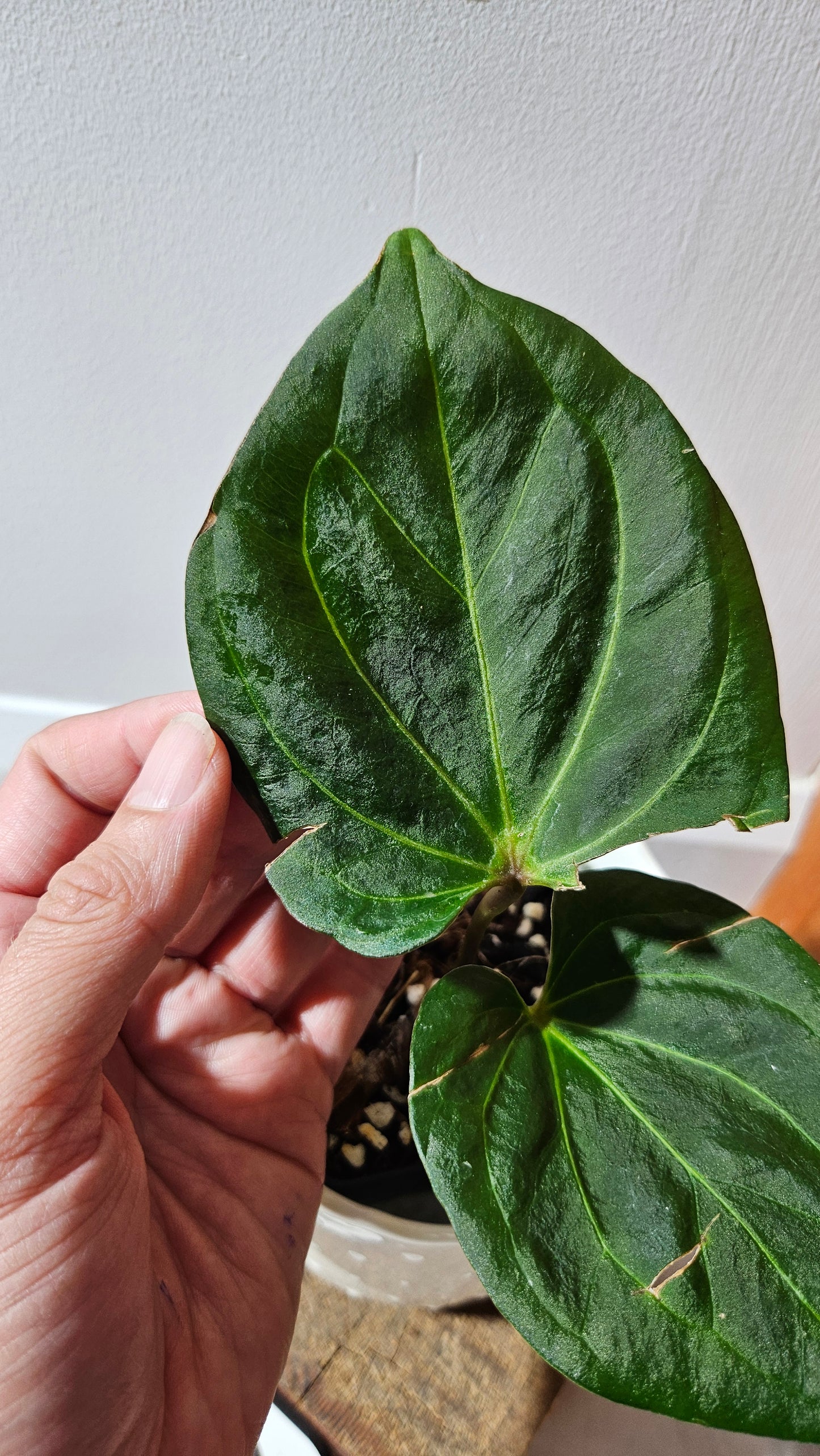 Anthurium KOS HU Round Form"format MEDIUM" (ANT-439)