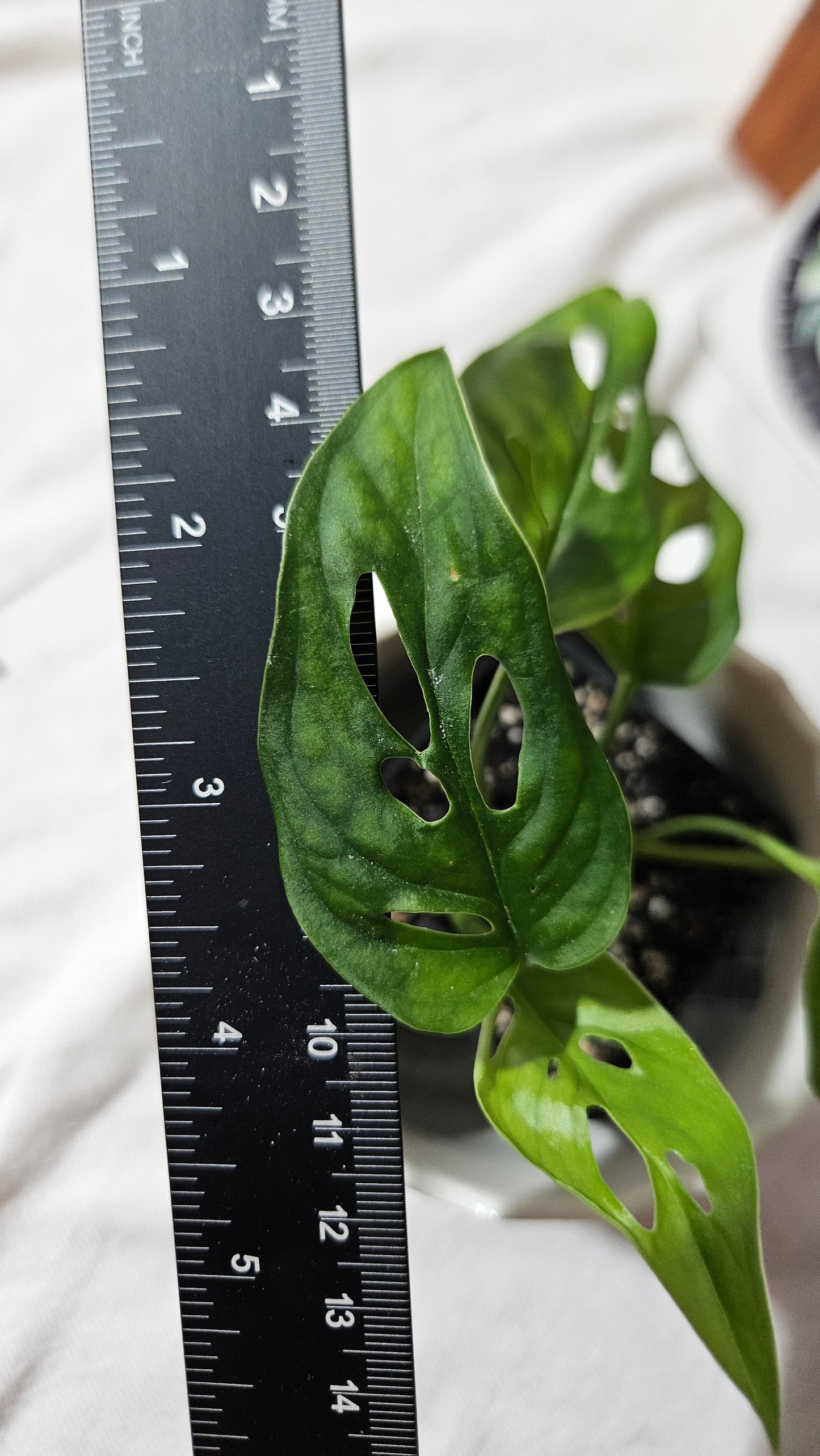 Monstera Obliqua Aff Tena (MON-265)