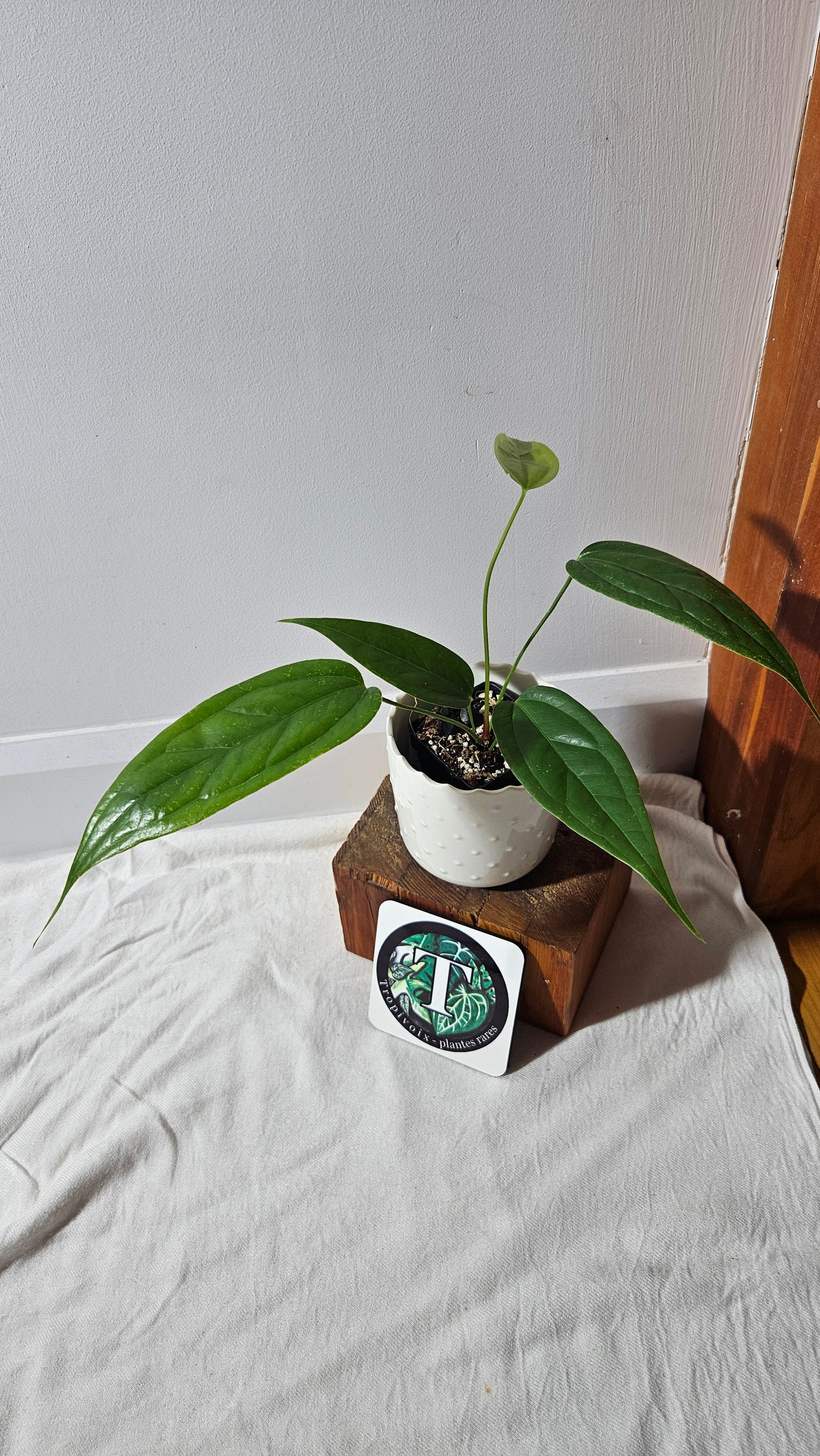 Anthurium Warocqueanum X Esmeraldas "format MOYEN"(ANT-428)