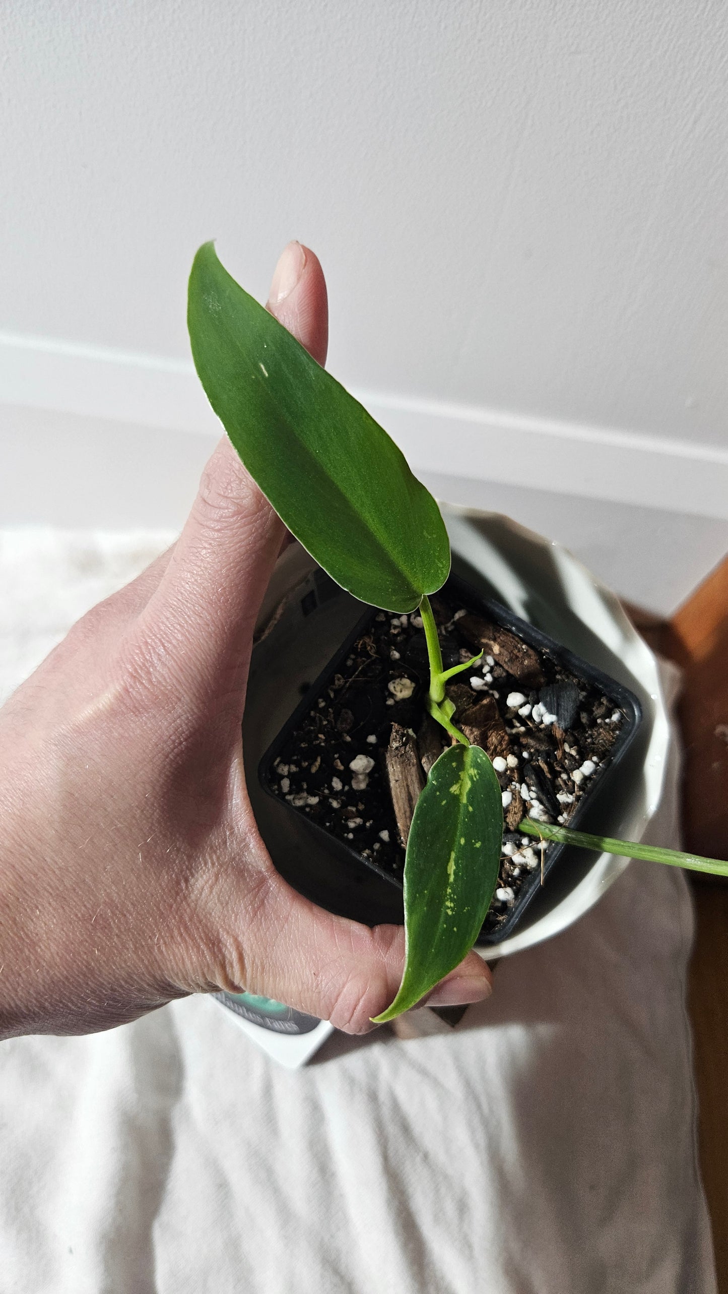 Philodendron Golden Dragon (PHI-766)