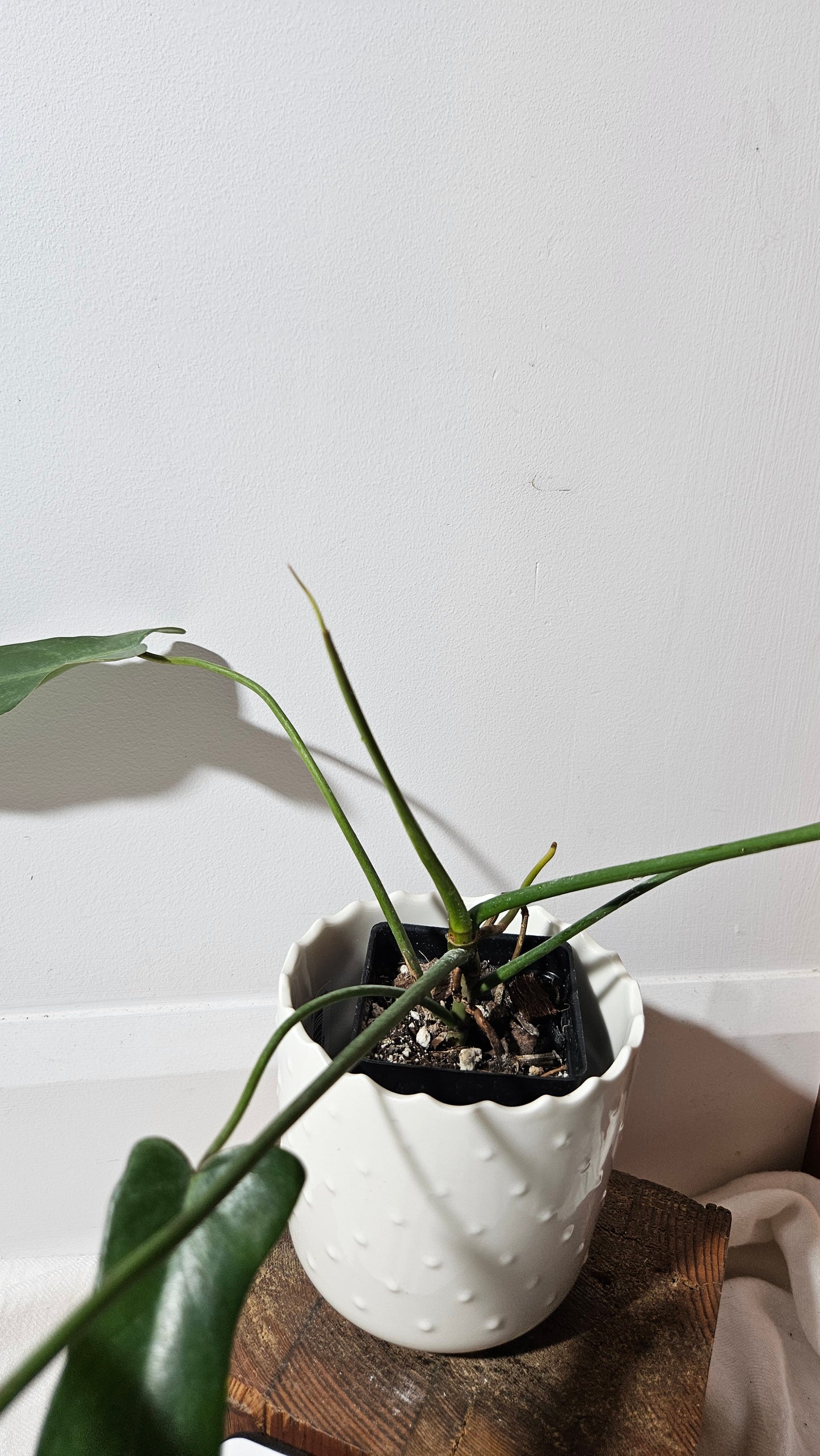 Philodendron Longilobatum (PHI-400)