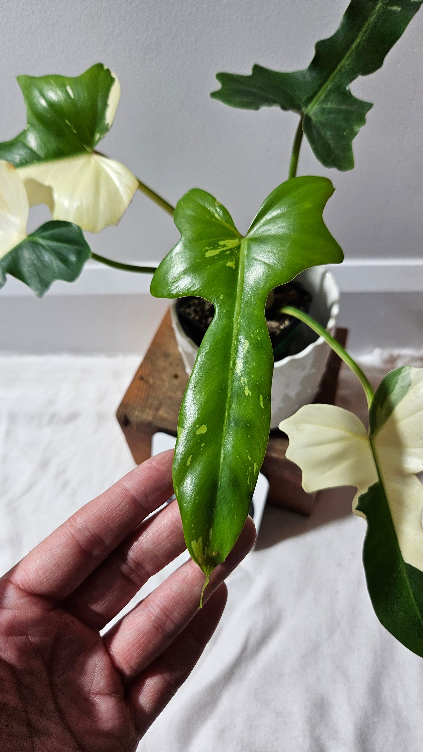 Philodendron Golden Dragon Variegata (PHI-899)