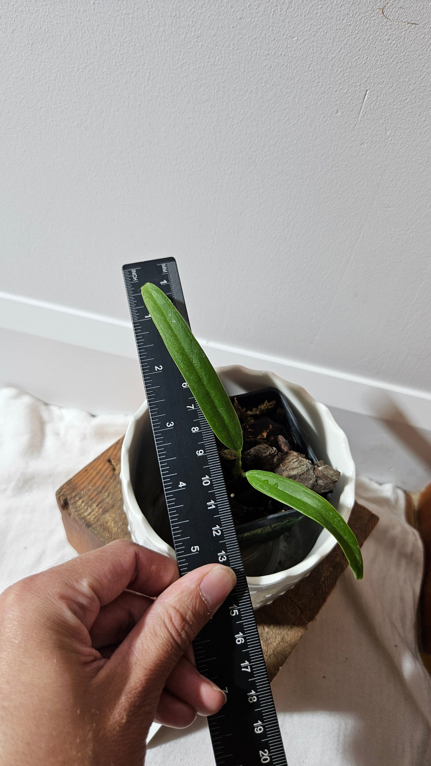Anthurium Ceronii Aff "format PETIT"(ANT-538)