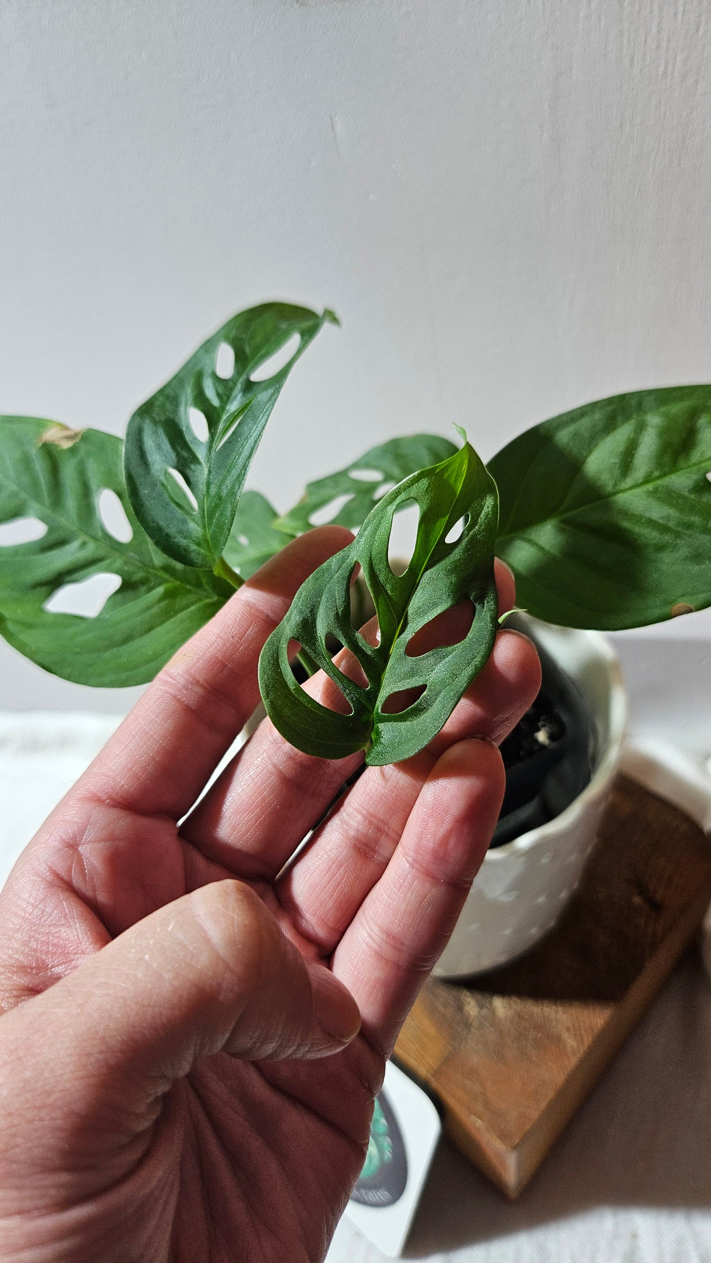 Monstera Obliqua Aff Indanza (MON-434)