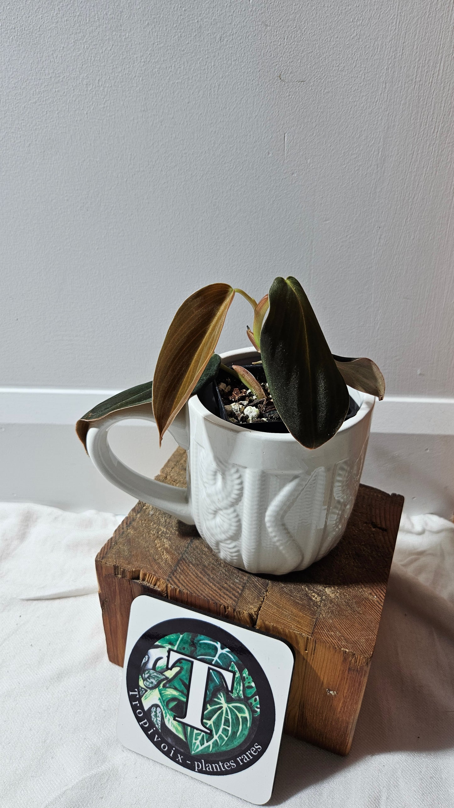 Philodendron Gigas (PHI-908)