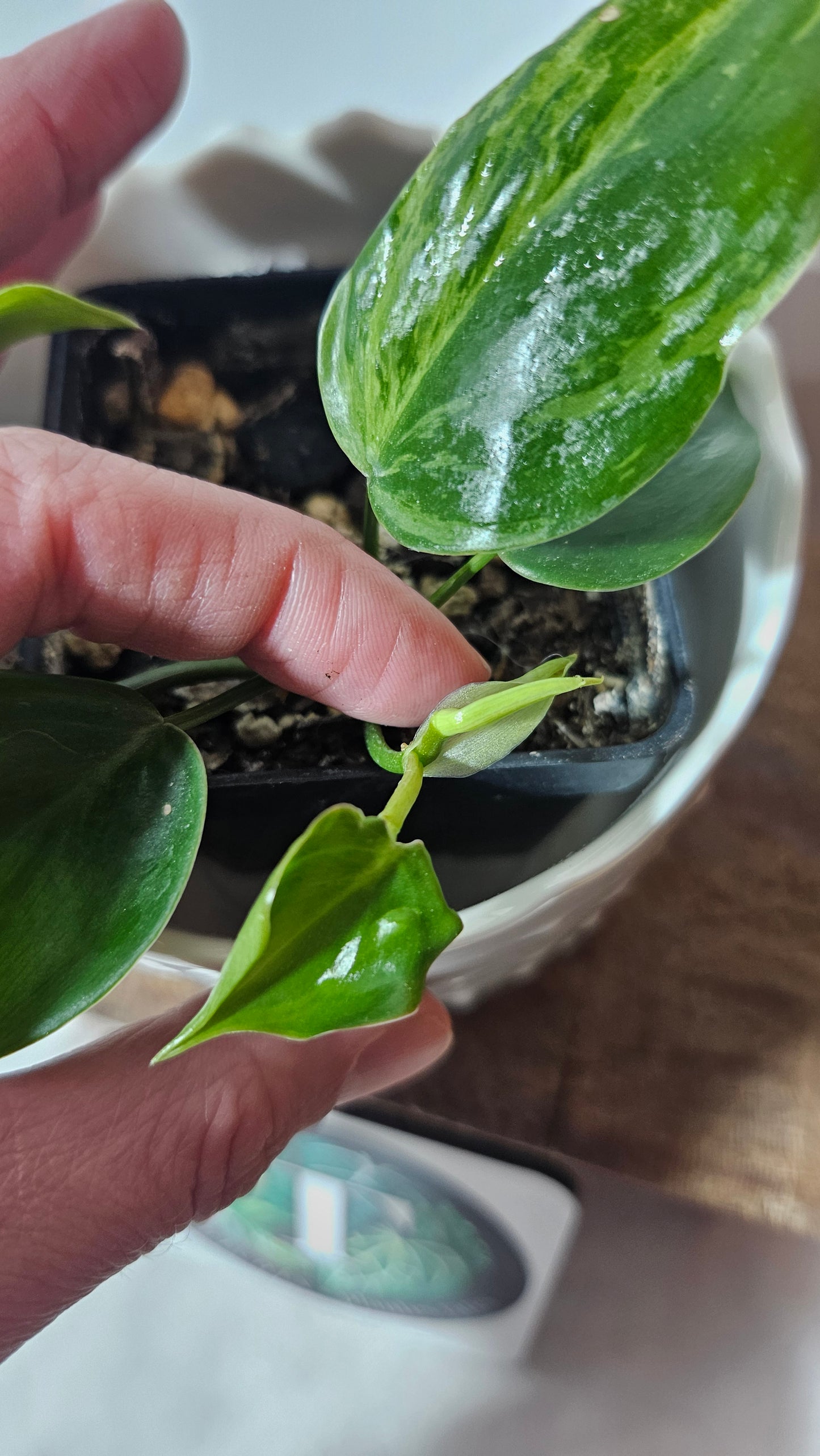 Philodendron Hederaceum Variegata (PHI-099)