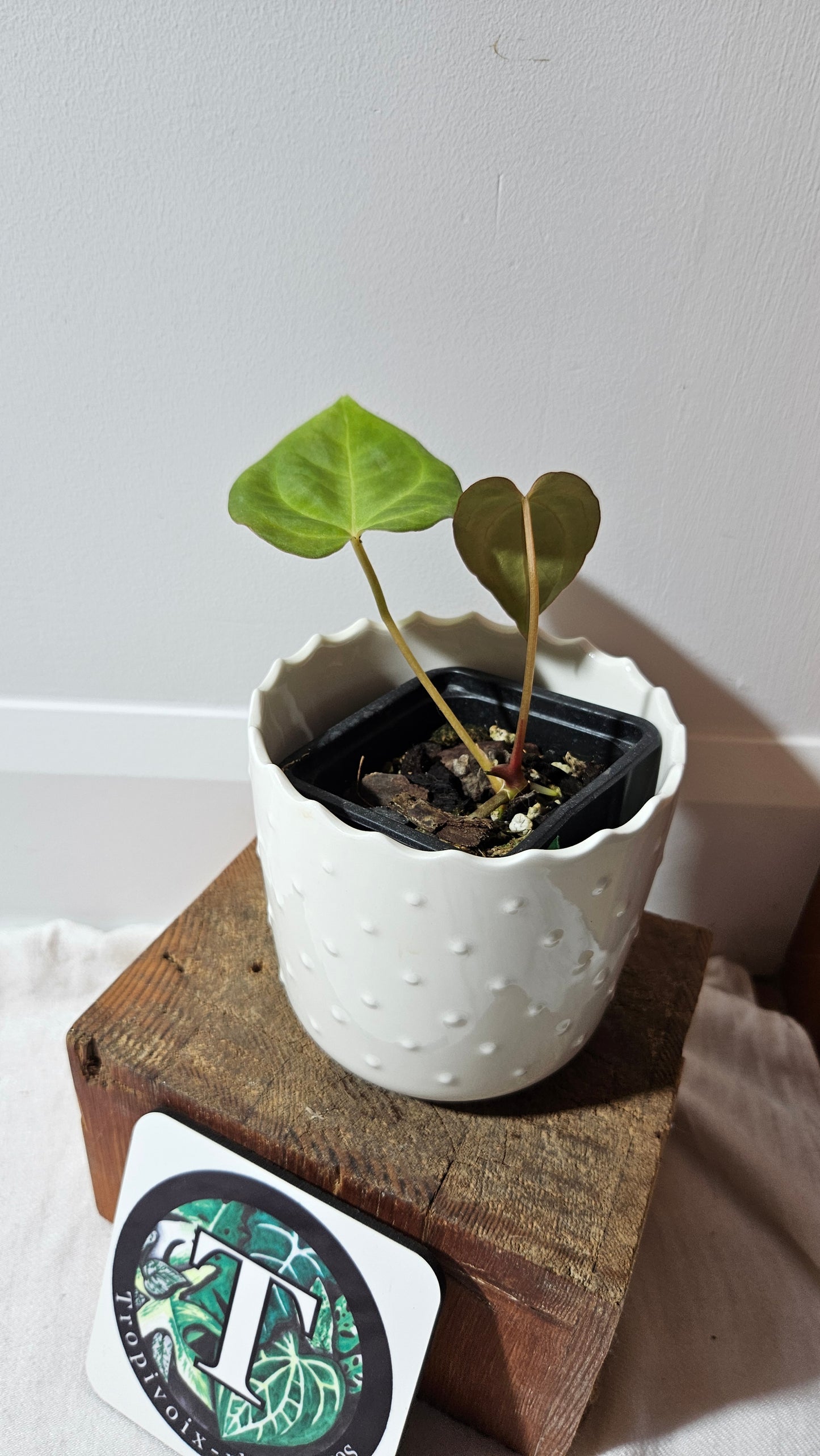 Anthurium Dressleri "format PETIT" (ANT-461)