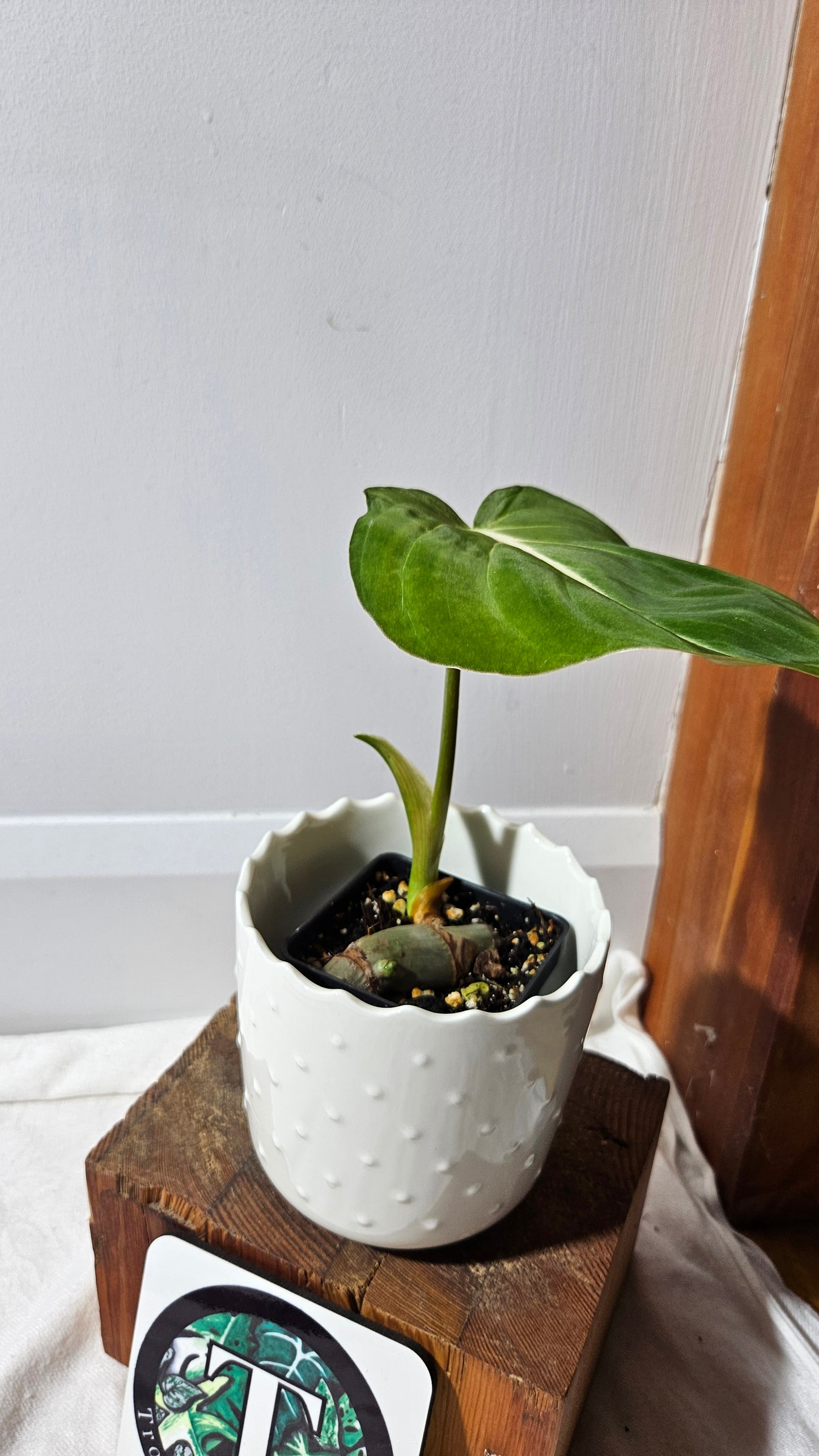 Philodendron Gloriosum x Plowmanii (PHI-815)