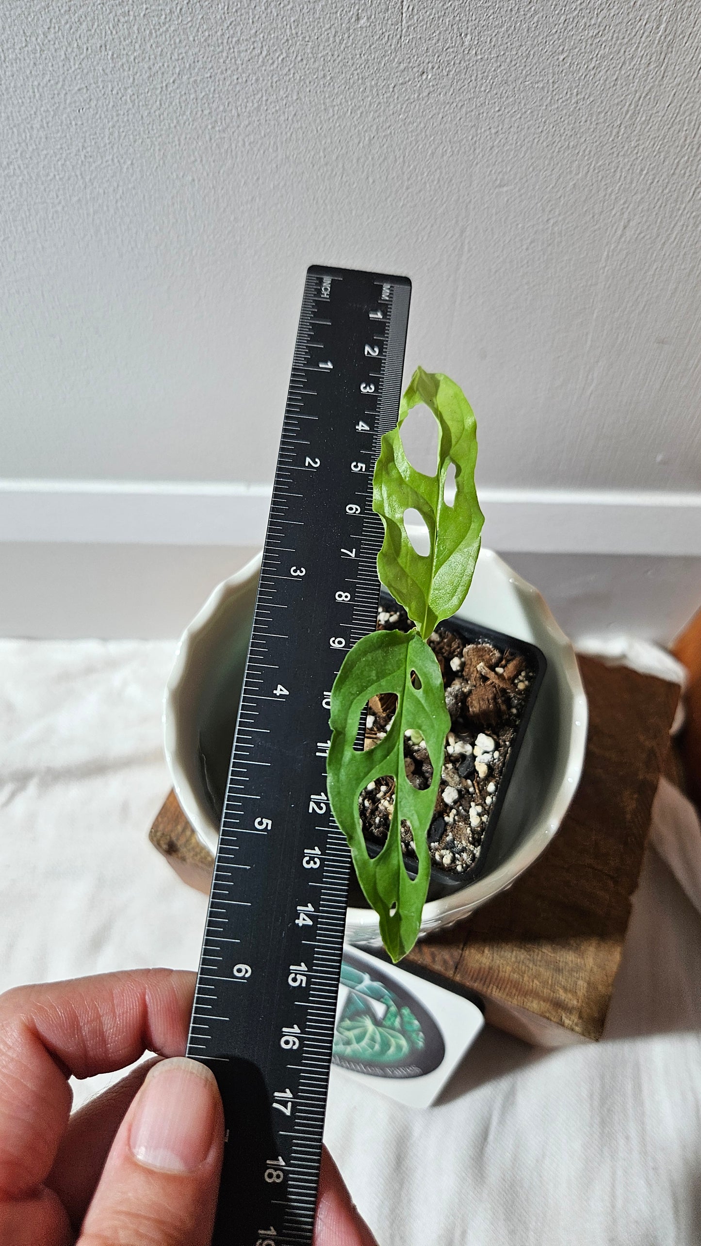 Monstera Obliqua Peru Narrow (MON-454)