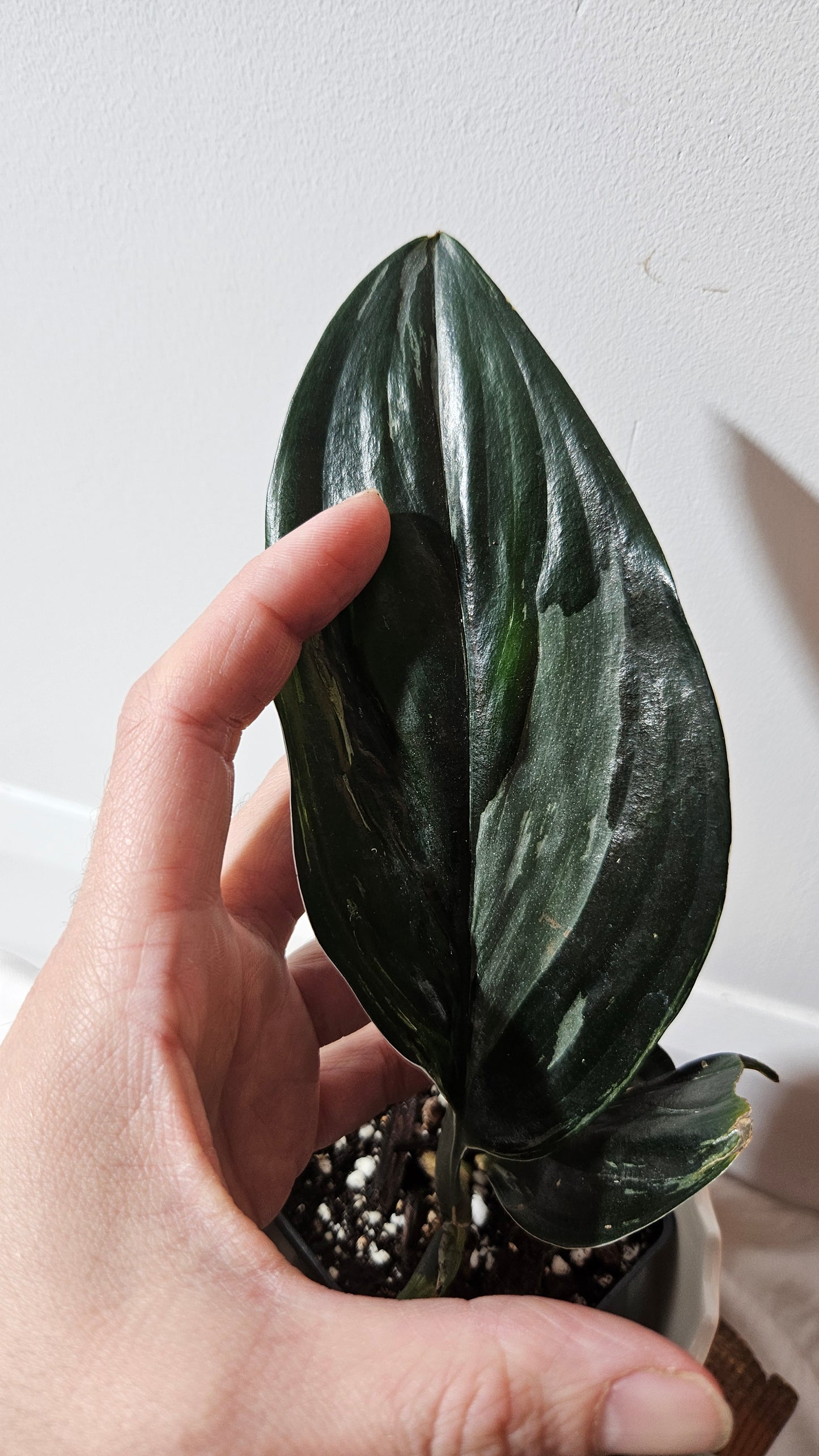 Scindapsus Treubii Dark Form silver (SCI-1014)