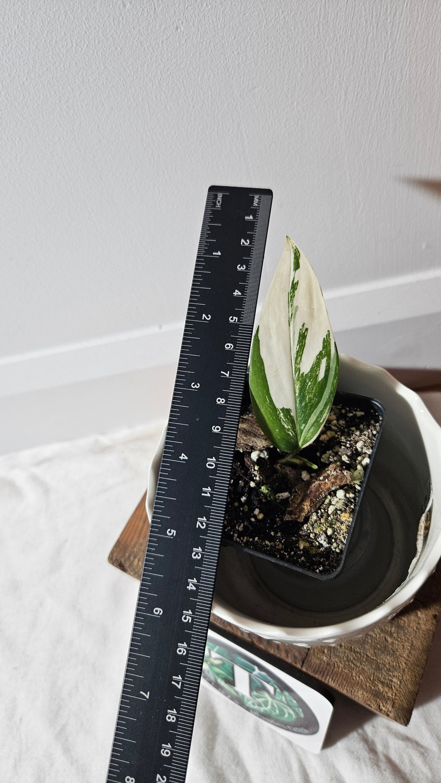 Scindapsus Moonlight Albo Narrow (SCI-907)