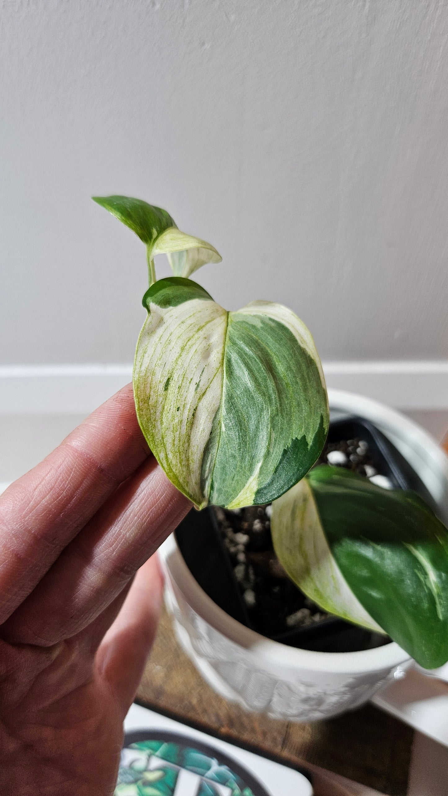 Scindapsus Blue Albo Tricolore (SCI-1101)