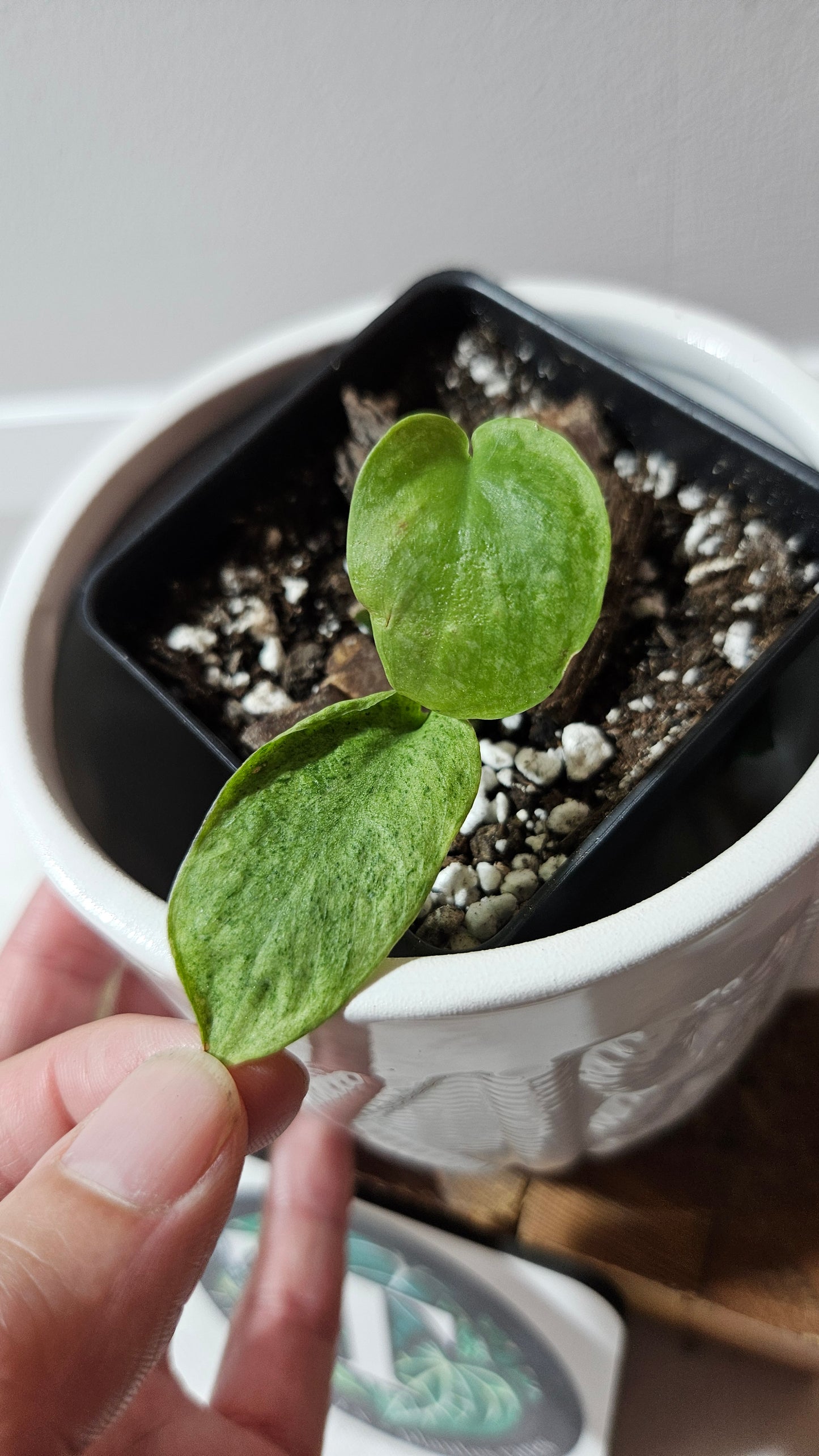 Scindapsus Mojito (SCI-1253)