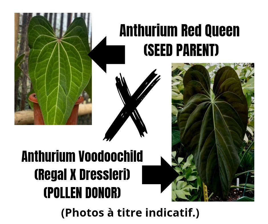 Anthurium Red Queen X Voodoochild "format SEEDLING"