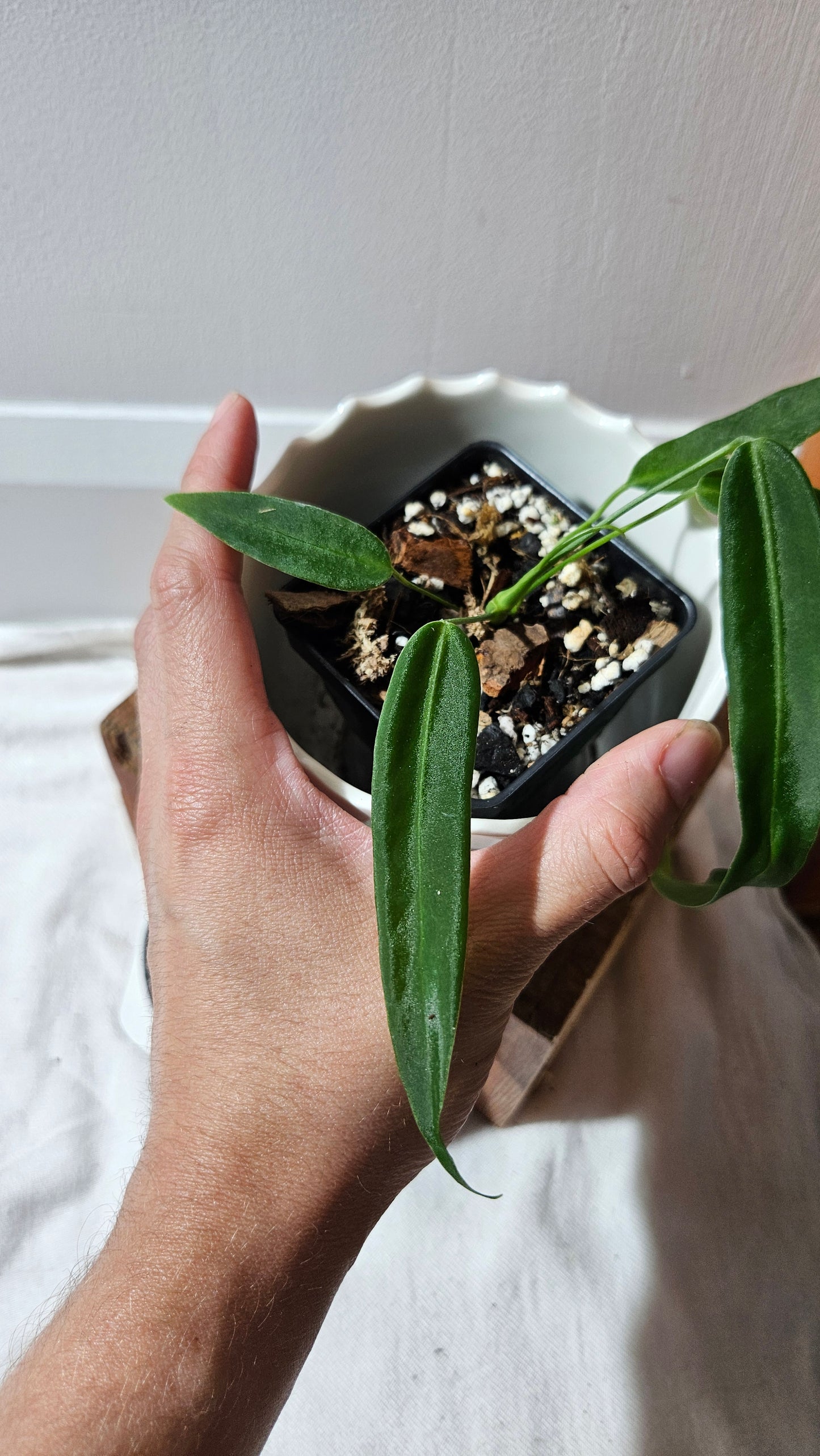 Anthurium Pallidiflorum Super Black "format PETIT"(ANT-450)