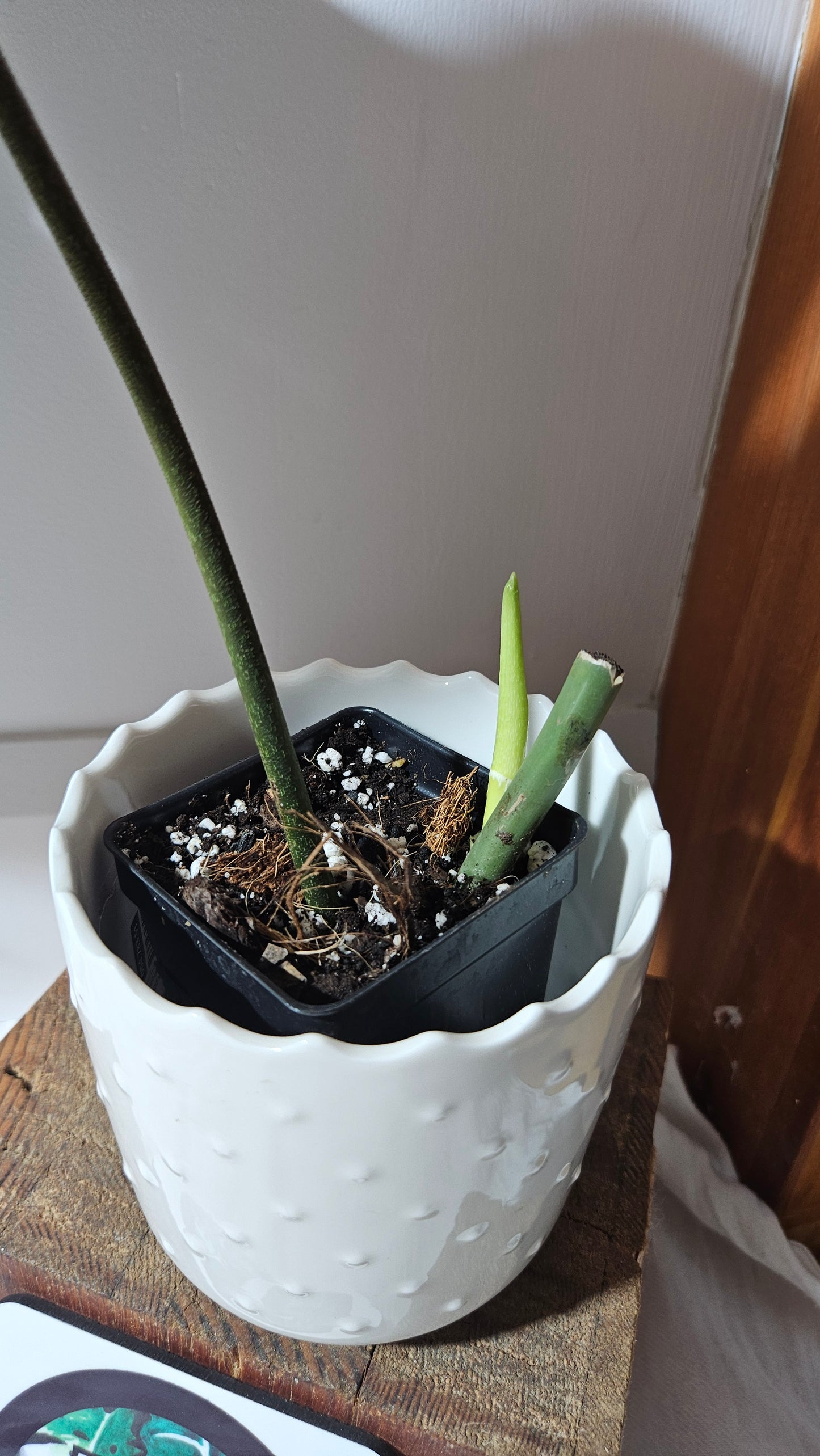 Philodendron Splendide "format XLARGE" (PHI-922)