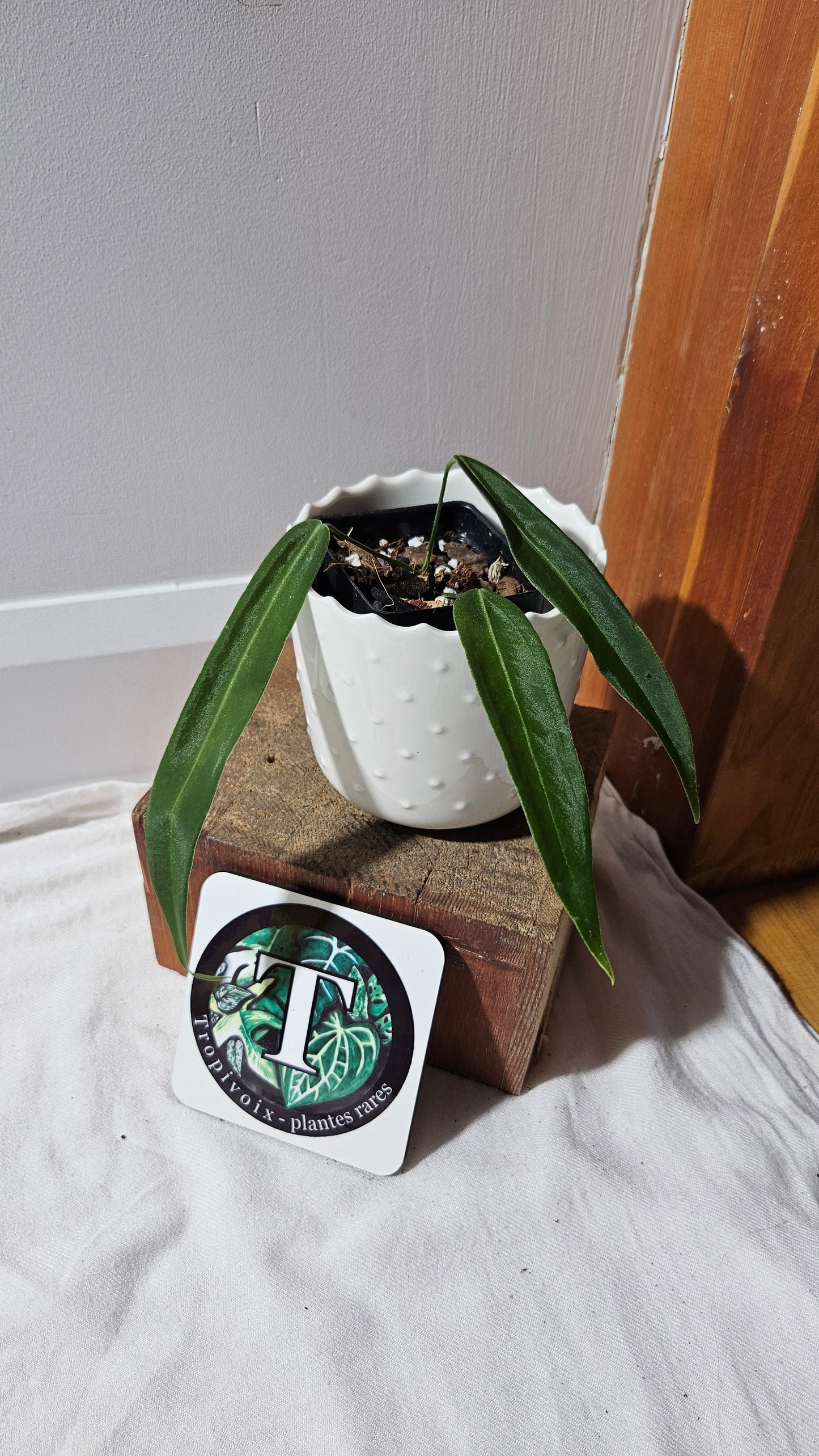 Anthurium Pallidiflorum Super Black "format MOYEN"(ANT-449)