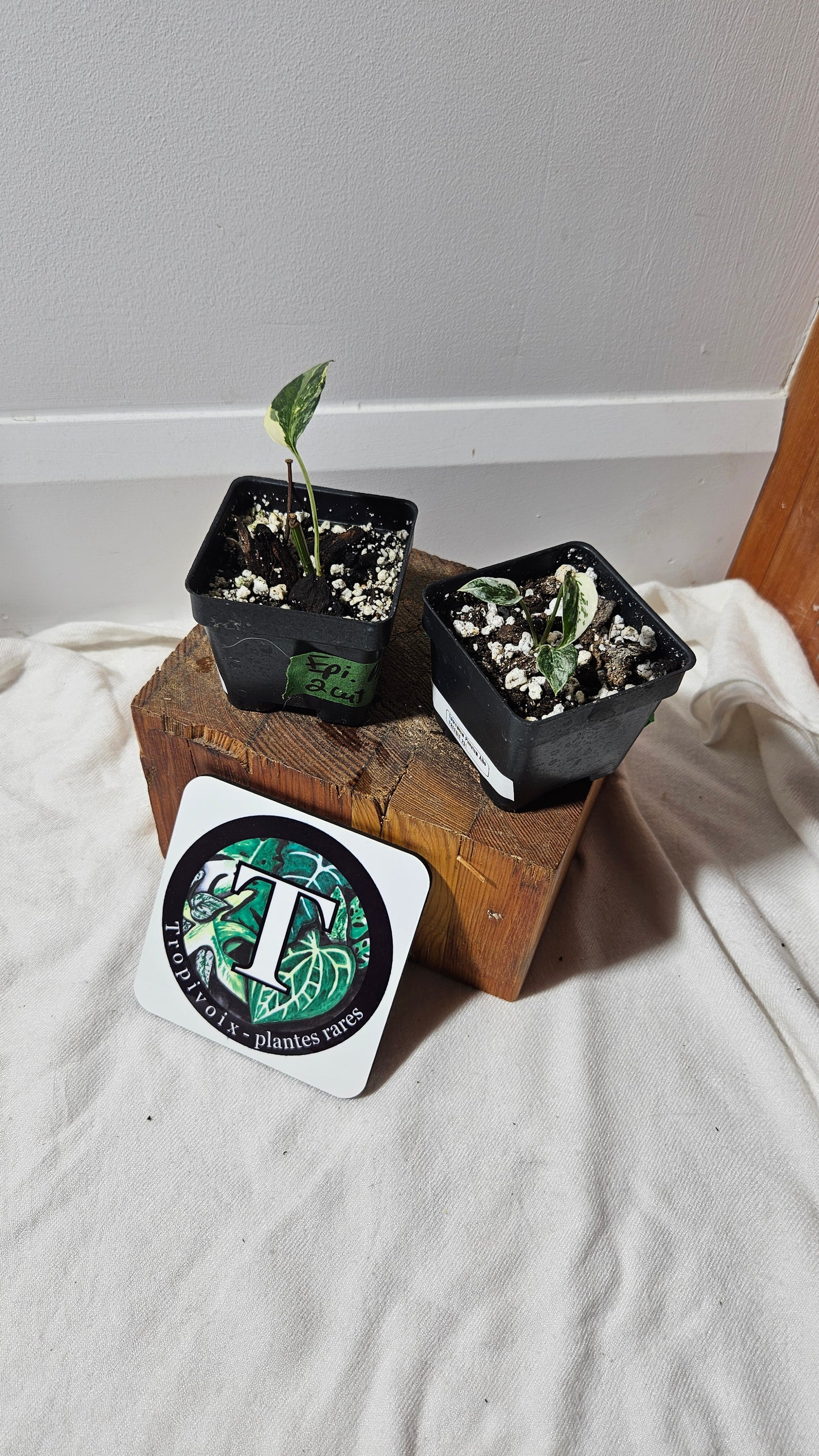 "FREEBIE 230-231" (with purchase of $60 before taxes) Epipremnum pinnatum Albo 1 FREEBIE/PERSON