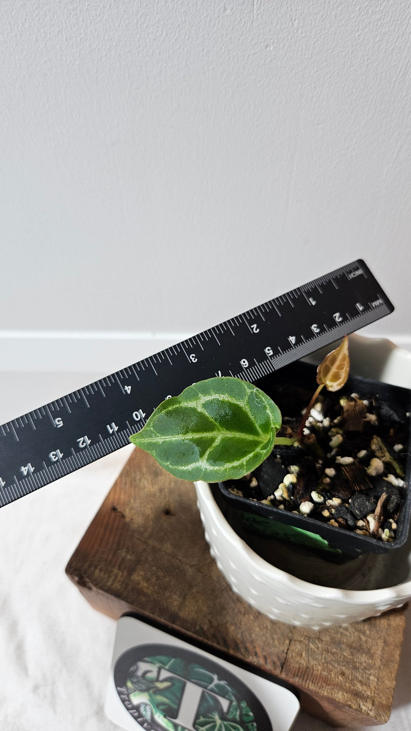 Anthurium Crystallinum Chocolate "format PETIT" (ANT-545)