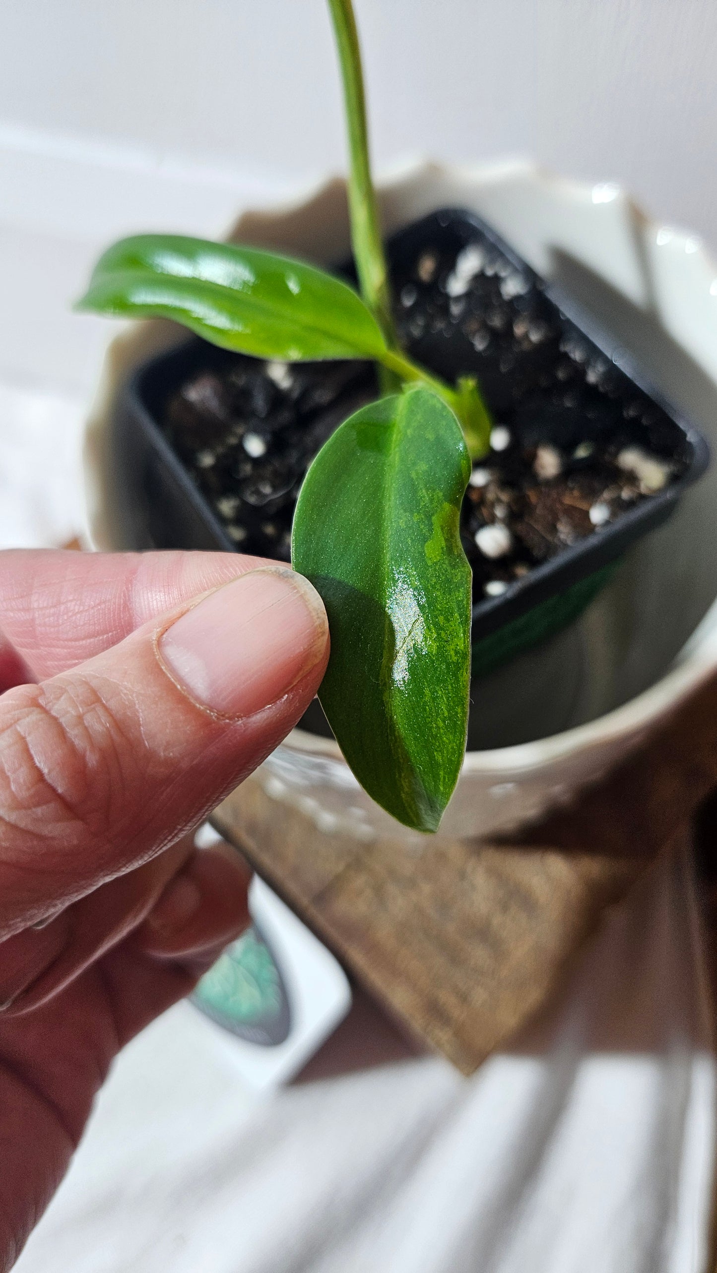 Philodendron Domesticum Variegata (PHI-775)