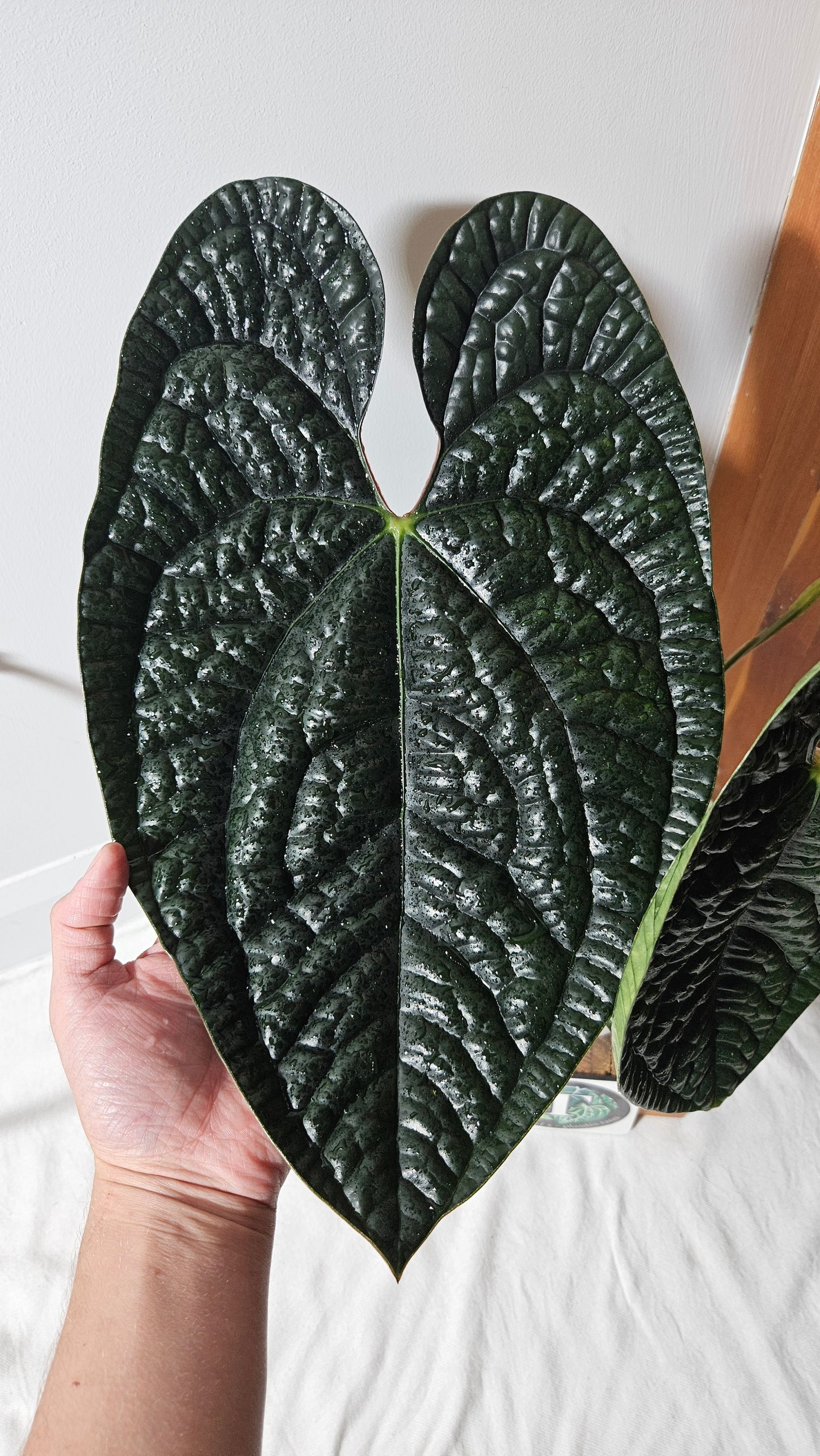Anthurium Luxurians Dark "format XLARGE" (ANT-422)