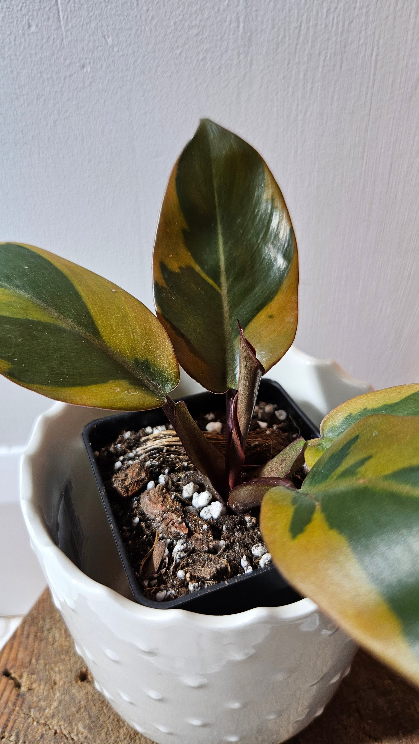 Philodendron Black Cardinal Variegata (PHI-889)