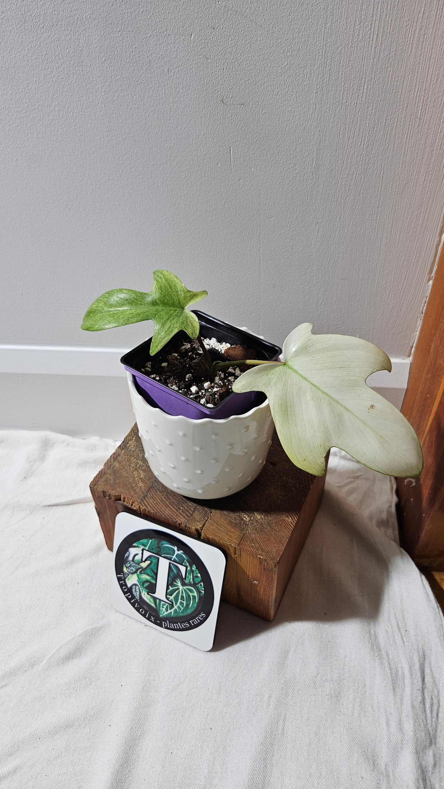 Philodendron Florida Ghost (PHI-916)