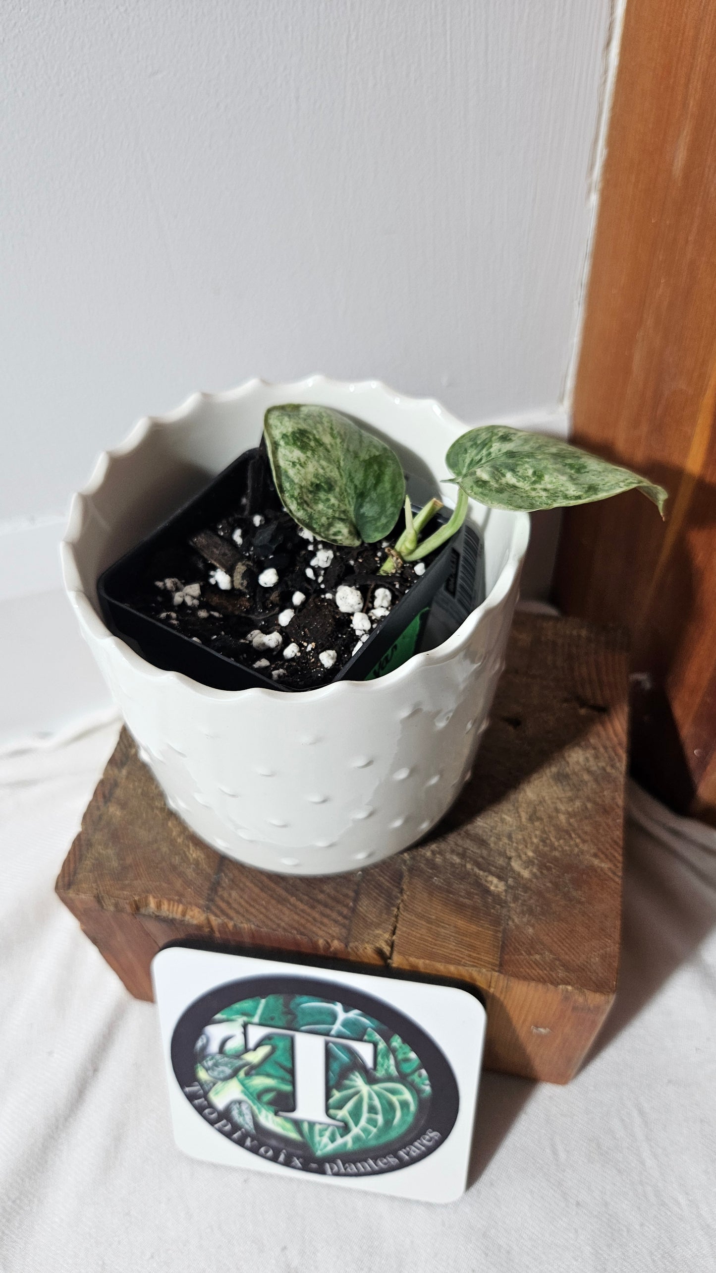 Scindapsus Silver Cloud variegata (SCI-1026)