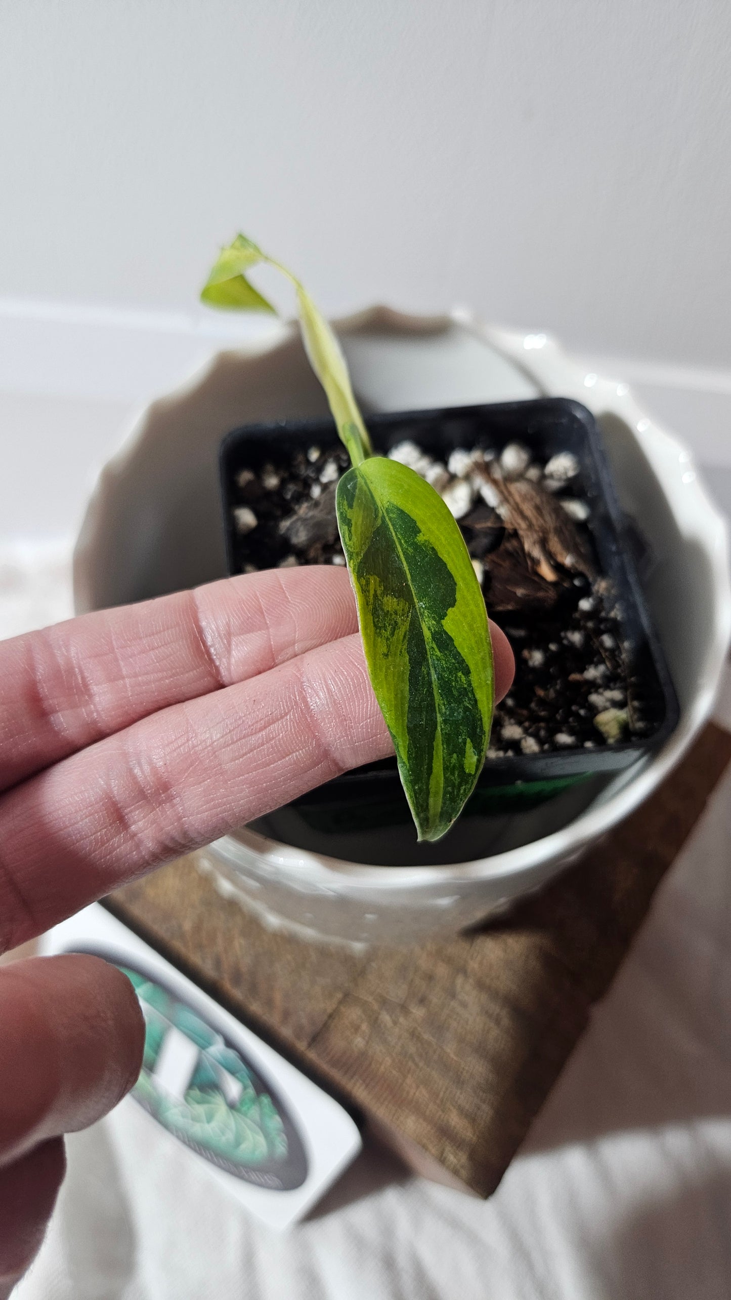 Philodendron Domesticum Variegata (PHI-768)