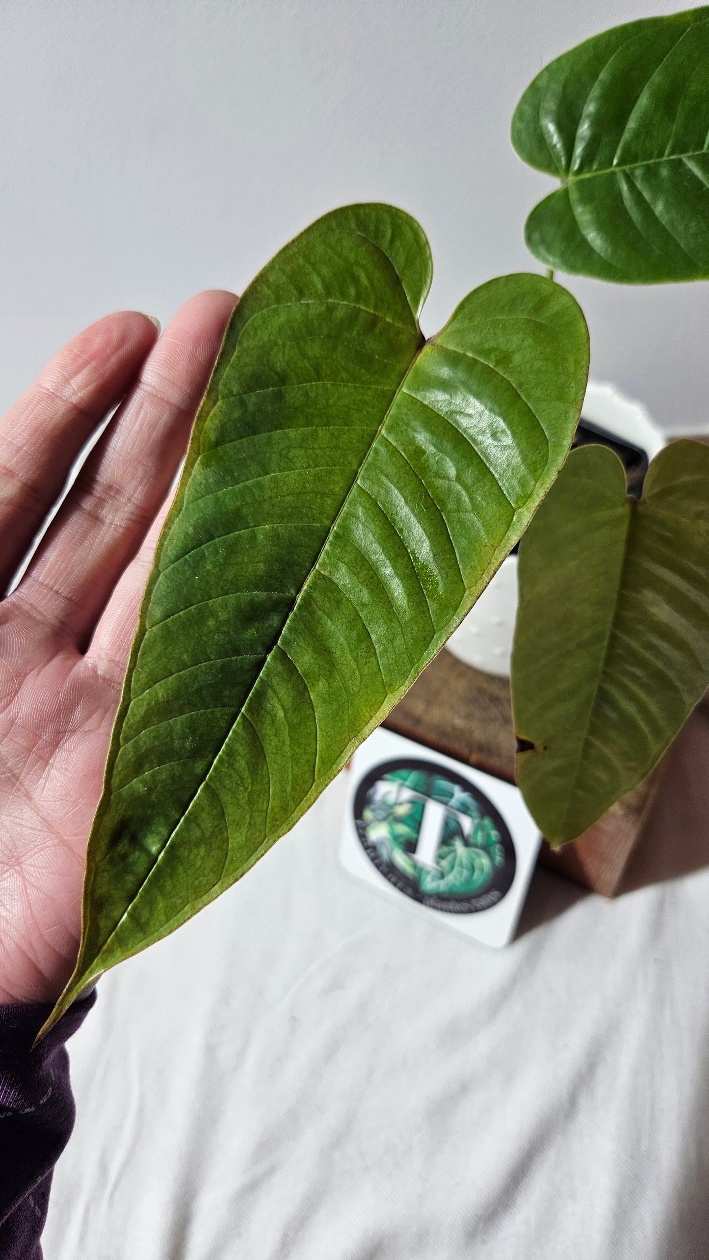 Anthurium Tremulum "format MOYEN" (ANT-481)