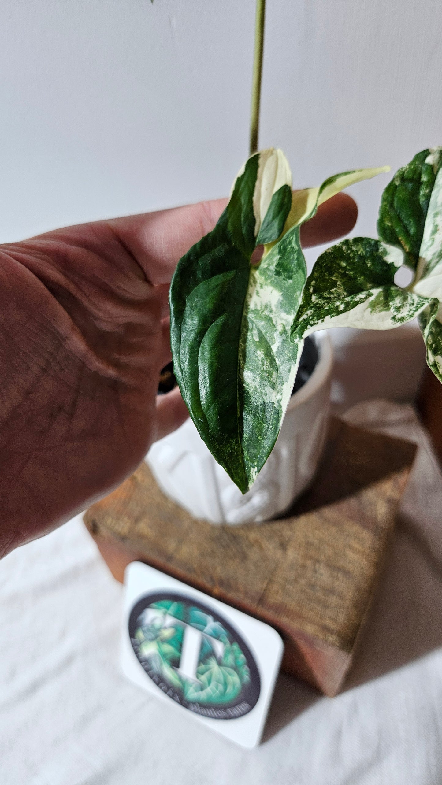 Syngonium Albo (SYN-327)